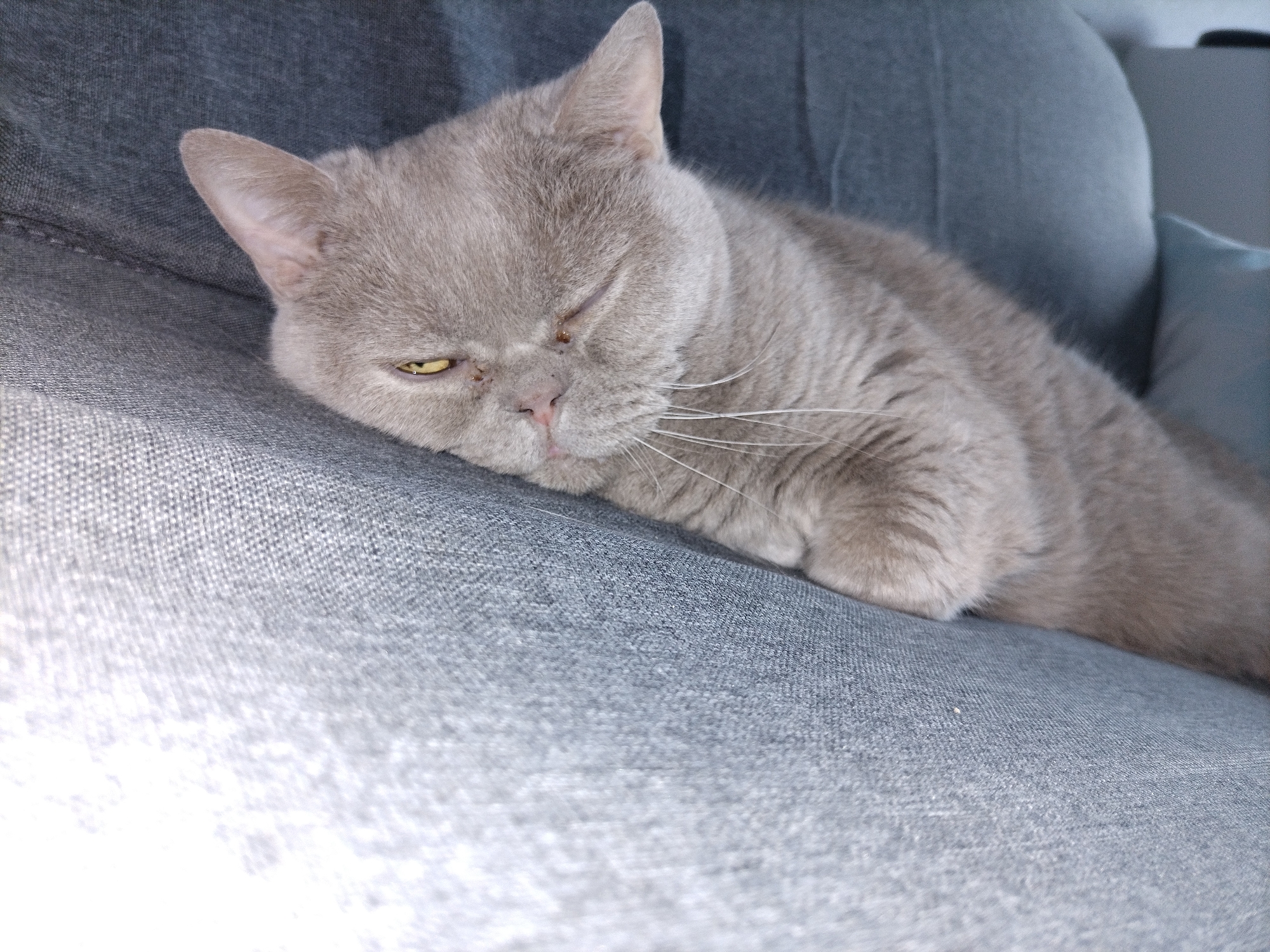 A grey cat sleeps on a grey couch. The cat is lying on its side with its eyes closed, and its head is resting on its paws. The couch is made of a textured fabric, and the background is a blur of grey and blue. The lighting is soft, and the image is in focus.