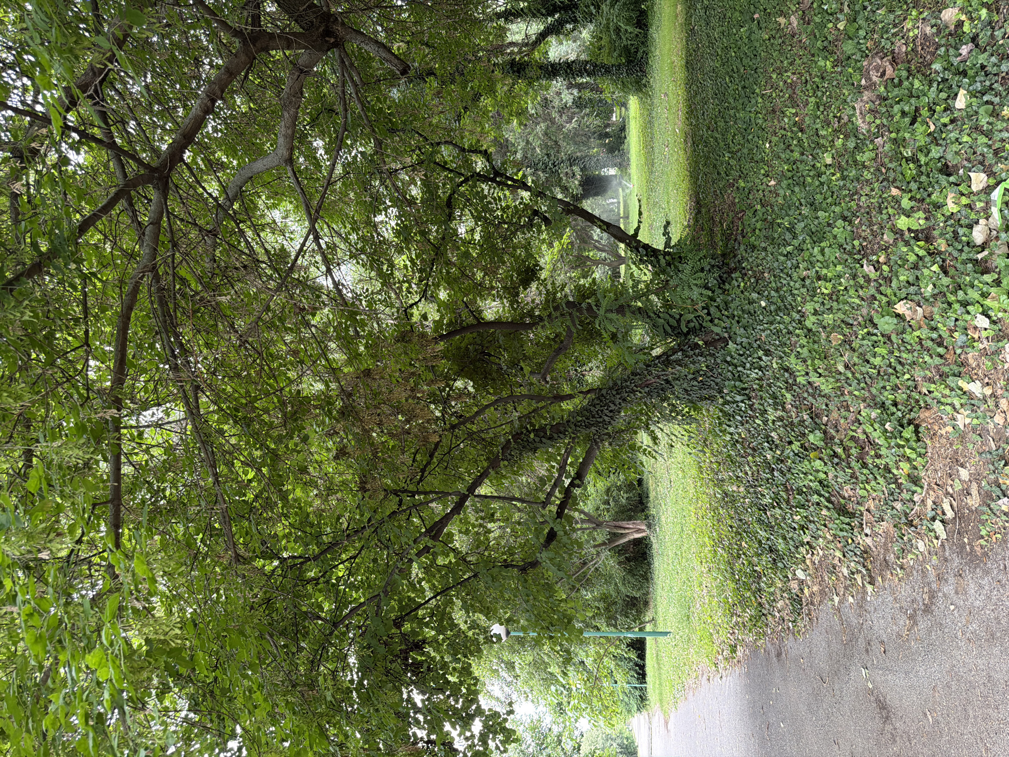 The image shows a paved pathway curving to the left, bordered by a dense ground cover of ivy and scattered fallen leaves on the right. Beyond the ivy, a grassy area stretches out, with a park bench visible in the distance. Several trees are scattered throughout the park, some with ivy climbing their trunks. The sky is overcast. The scene appears to be a public park in Pazardzhik, Bulgaria.