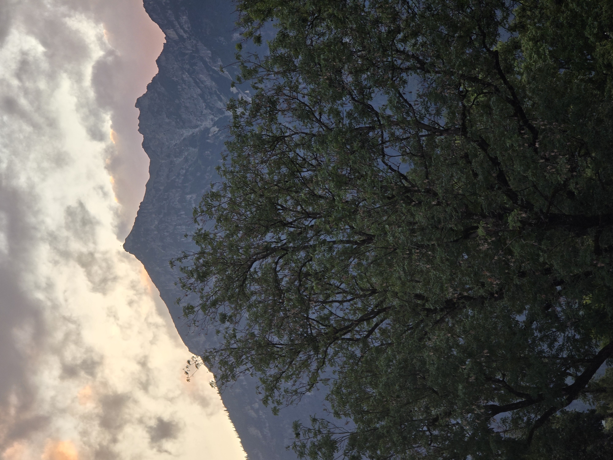 The image depicts a mountainous landscape at dusk, likely near Garmisch-Partenkirchen, Germany, given the prominent mountain range characteristic of the Bavarian Alps. In the foreground, a dense canopy of lush green trees with dark branches and some hanging seed pods obscures the lower half of the view. The foliage is dark, suggesting the fading light of evening. Behind the trees, the rugged, dark silhouette of a mountain range dominates the middle ground. The peaks are jagged and uneven, with visible texture suggesting rocky surfaces and sparse vegetation at higher elevations. The sky above the mountains is dramatic, filled with a mix of dark, heavy clouds and patches of lighter, diffused light, hinting at the last rays of sunlight or the glow of twilight. The colors in the sky range from muted grays and purples in the clouds to subtle hints of orange and pink, particularly towards the horizon. The overall atmosphere is serene and somewhat melancholic, typical of a mountain scene at the end of the day. There are no people or discernible human activity visible in the image.