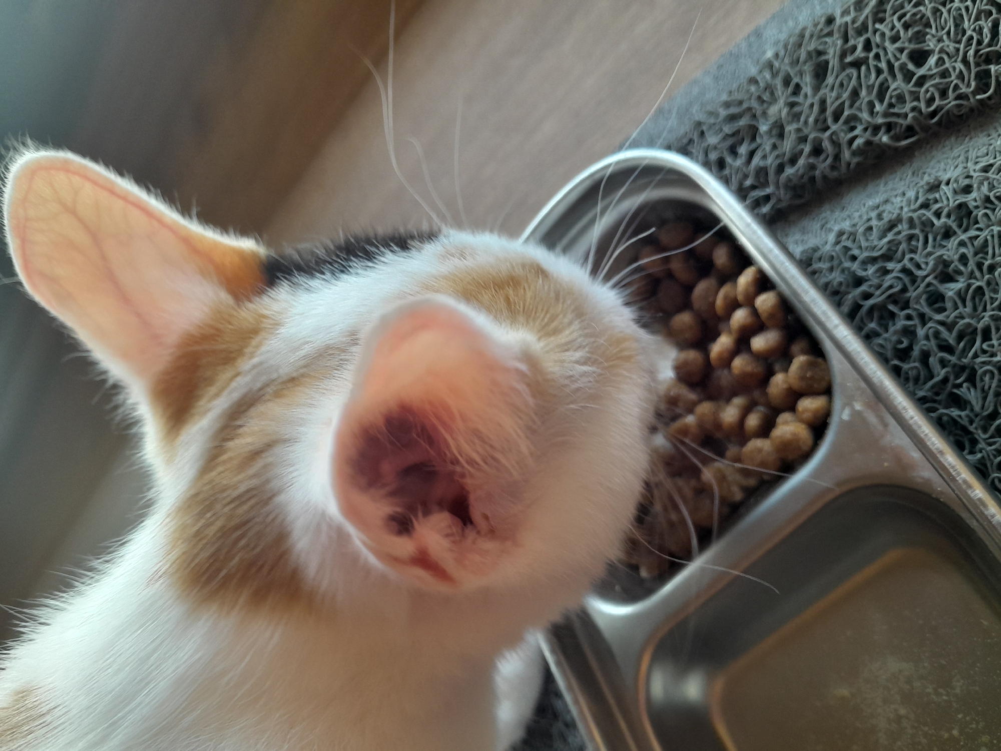 A close-up, high-angle shot shows a calico cat eating kibble from a metal food bowl. The cat's head is angled down, with its snout and the inside of its left ear visible. The ear appears inflamed and has some dried discharge. The cat's fur is white with patches of orange and black. The food bowl is partially full of brown, pellet-shaped kibble and sits on a grey, textured mat. The background consists of a light brown wooden surface. There is no indication of the image's location in Subotica, Serbia.