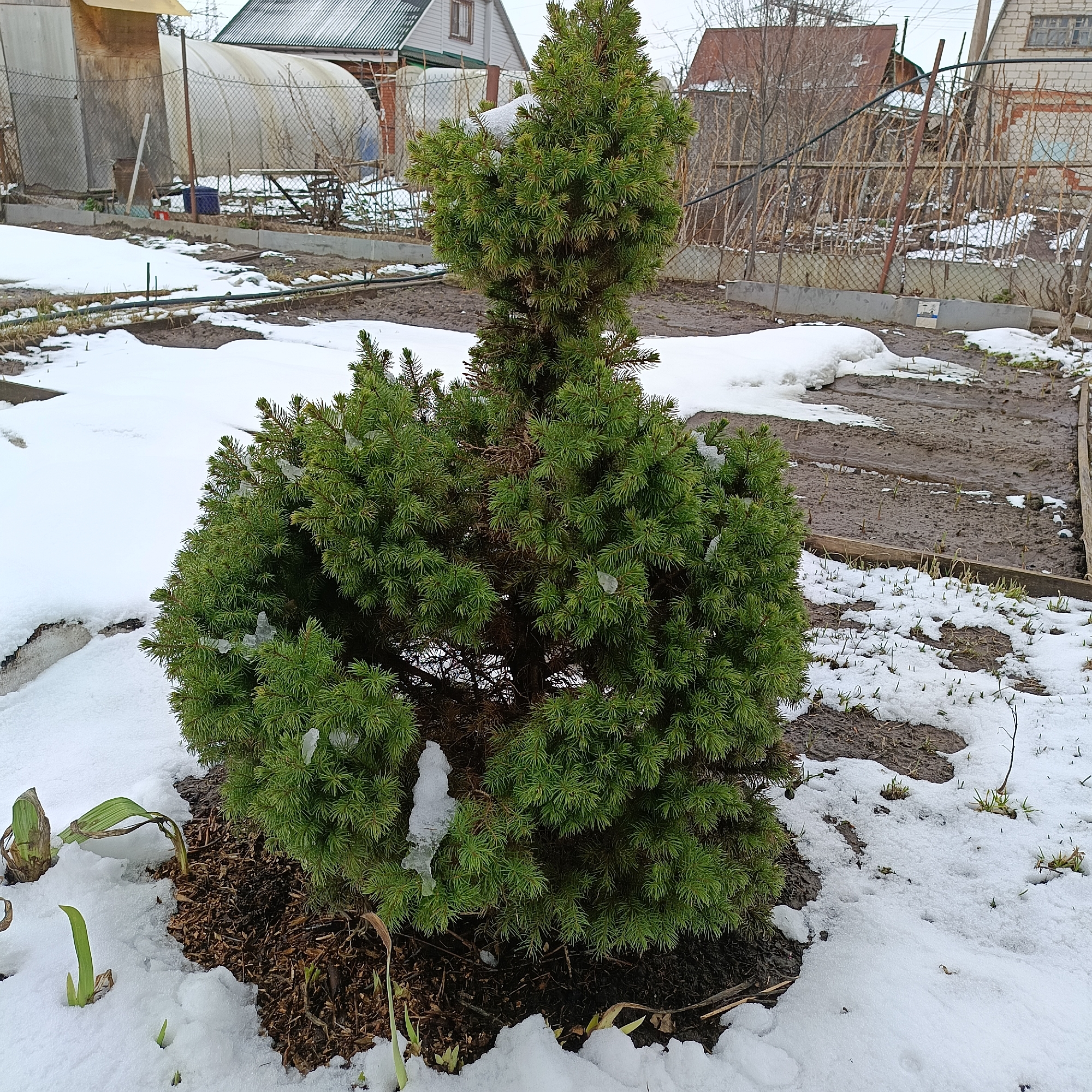 The image shows a garden in what appears to be early spring, based on the snow cover and emerging vegetation. A dwarf spruce tree with a distinct layered shape is in the foreground, surrounded by mulch and patches of snow. A small plant with green shoots is visible at its base.
In the background, there is a muddy garden bed with emerging plants. A fence separates the garden from neighboring properties. Houses are visible further in the background, indicating a residential area. A greenhouse structure is partially visible to the left, covered by a translucent tarp or plastic.
While it's challenging to definitively confirm the location as Chaikovsky, Russia, without explicit confirmation within the image, the style of the houses and garden design is consistent with images of the area. No people are visible in the scene.