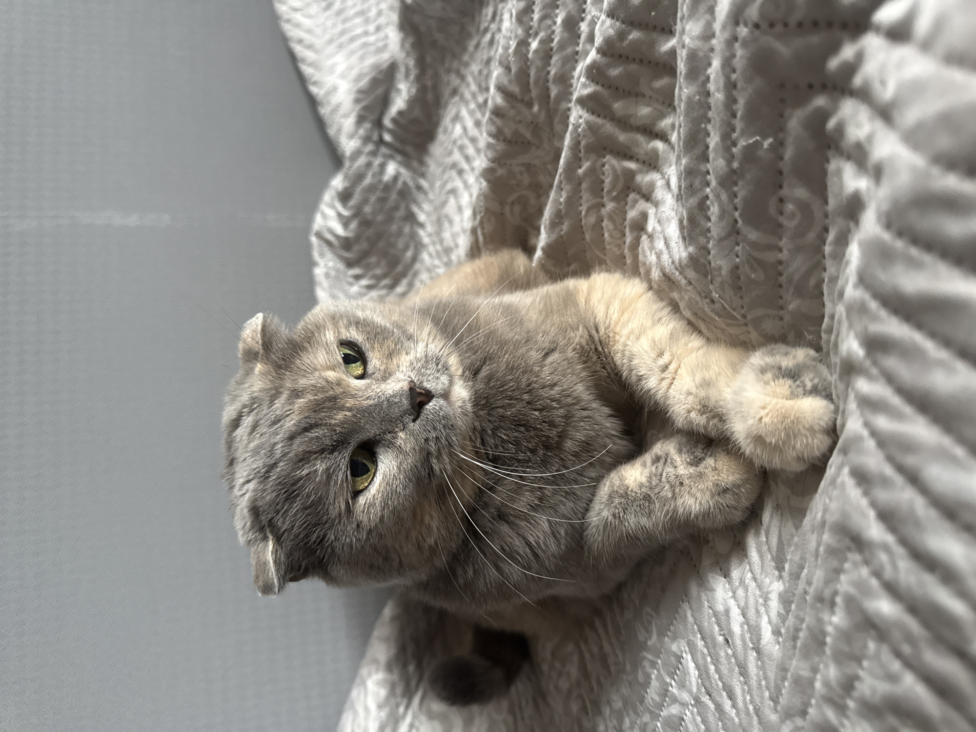 A grey and cream-colored Scottish Fold cat is lying on a textured grey blanket. The cat is facing to the right of the frame, with its paws crossed. The cat has green eyes and its ears are folded down. The background is a plain grey wall. The image appears to be taken indoors, possibly in a bedroom, in the city of Mamony, Russia.