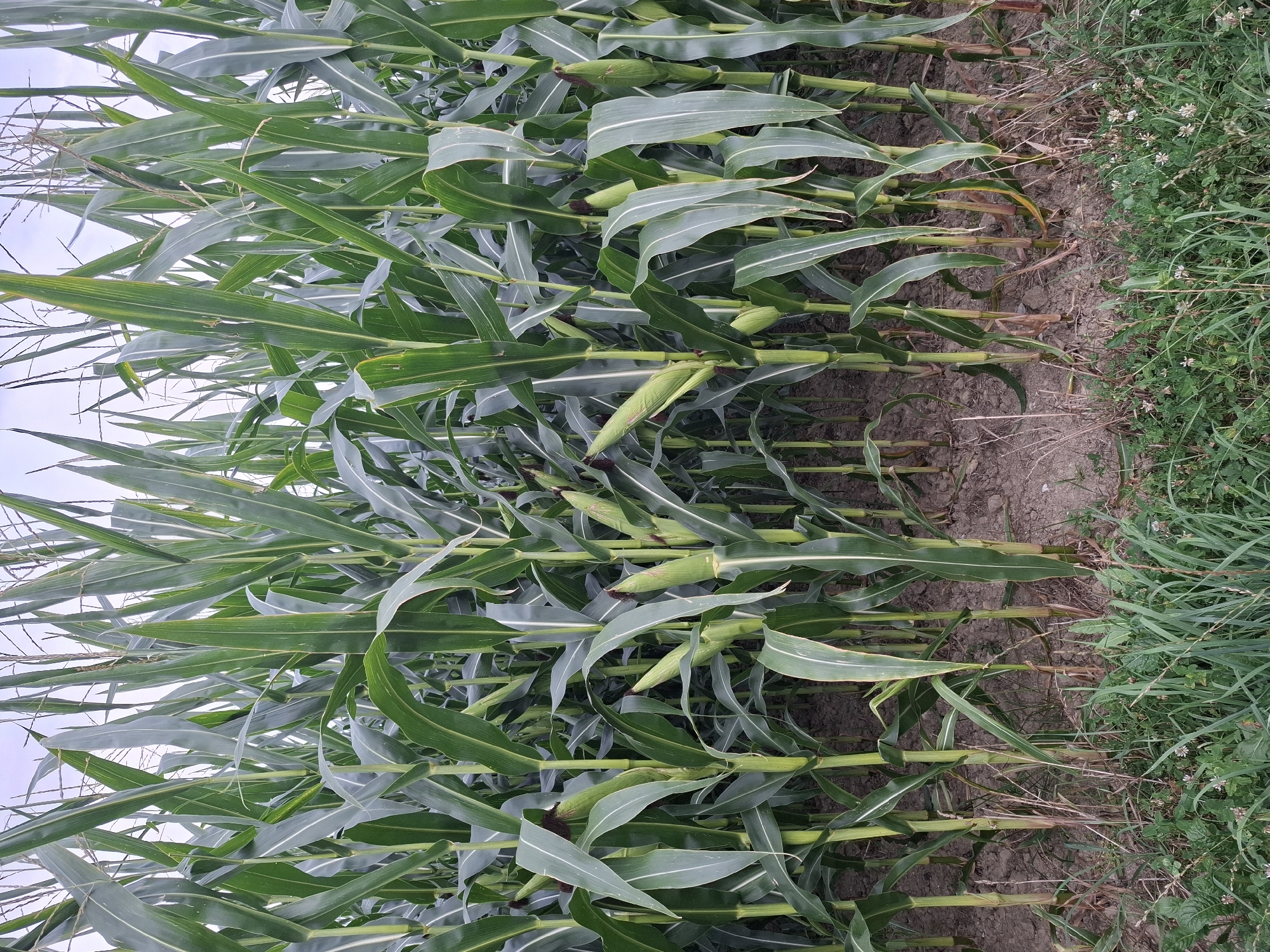 This is an eye-level, medium shot of a dense cornfield in Eschenbach (LU), Switzerland. The corn stalks are tall and green, with long, slender leaves. Several ears of corn are visible, partially covered by their husks. The ground is dry and dusty, with some dry grasses and small white flowers growing at the base of the stalks. The sky is overcast and pale blue, indicating it is likely daytime. There are no people or animals visible in the image.