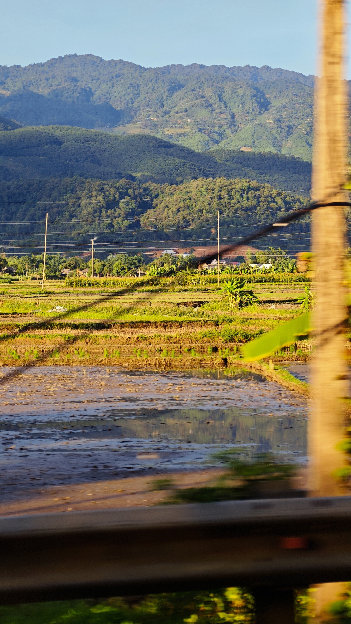 The image portrays a rural landscape in Bản Hẻo, Vietnam, characterized by clear skies and mountainous terrain under bright, possibly late afternoon or early morning, sunlight. In the background, a series of densely forested mountains, layered with varying shades of green, rise beneath a clear, pale blue sky. Patches of lighter vegetation or terraced fields are visible on some mountain slopes.
The mid-ground consists of agricultural fields, predominantly flooded rice paddies, which reflect the sky and the distant mountains. These fields are segmented into multiple tiers. Several slender wooden utility poles, equipped with power lines, traverse the field area. A cluster of houses or small buildings with light-colored roofs is discernible among trees at the base of the mountains, suggesting a village or settlement. Scattered banana trees with broad green leaves are present within the fields and near the structures.
The foreground is significantly blurred, featuring a dark, horizontal element that appears to be a guardrail or fence, occupying the bottom margin. To the right, a vertical, out-of-focus, light brown object, possibly a wooden post or tree trunk, extends upward, partially obscured by a blurred green leaf. No people or overt human activity are depicted within the scene.