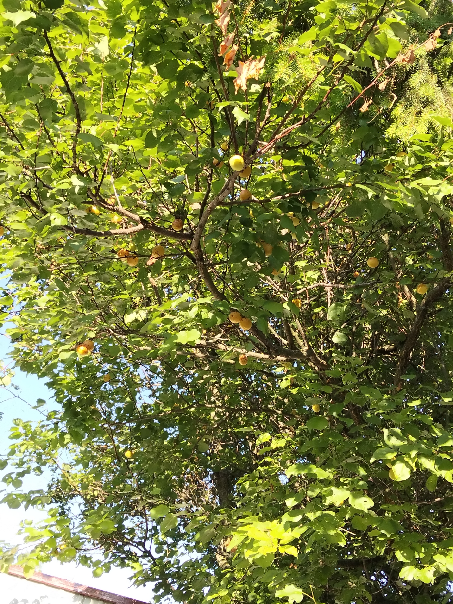 The image depicts a close-up view of a fruit tree, likely an apricot tree, laden with ripe fruit. The branches are dense with green leaves, and numerous small, round, yellow fruits are visible, some hanging in clusters. The scene is illuminated by natural sunlight, creating dappled light and shadow patterns throughout the foliage. In the background, glimpses of a bright blue sky can be seen. The bottom edge of the image shows a portion of a white structure with a brown trim, possibly part of a building or fence, suggesting an outdoor, possibly residential, setting in Kliushnykivka, Ukraine. The overall impression is of a mature tree in its fruiting season, captured from below, looking up into its canopy.