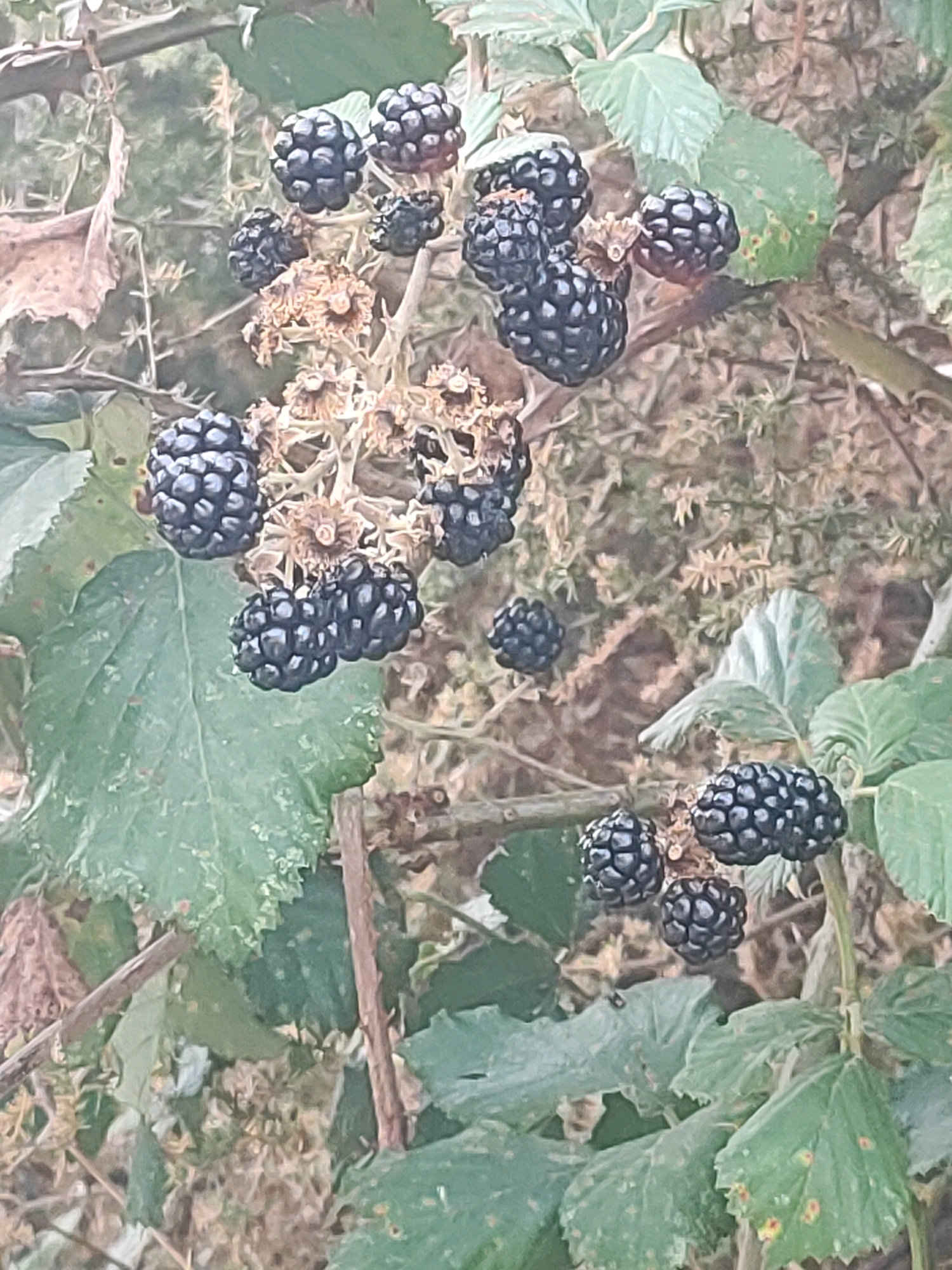 The image shows a close-up view of a blackberry bush with ripe, dark purple berries. The berries are clustered on stems, surrounded by green leaves and dried, brown foliage. Some of the berries are partially obscured by leaves or other berries. The background is blurred and consists of more foliage and branches, suggesting an outdoor, natural setting. The lighting appears to be natural daylight, with some dappled light. The location is identified as Sueras/Suera, Spain, implying this is a scene from that region. There are no people or animals visible in the image. The focus is entirely on the blackberries and the plant.