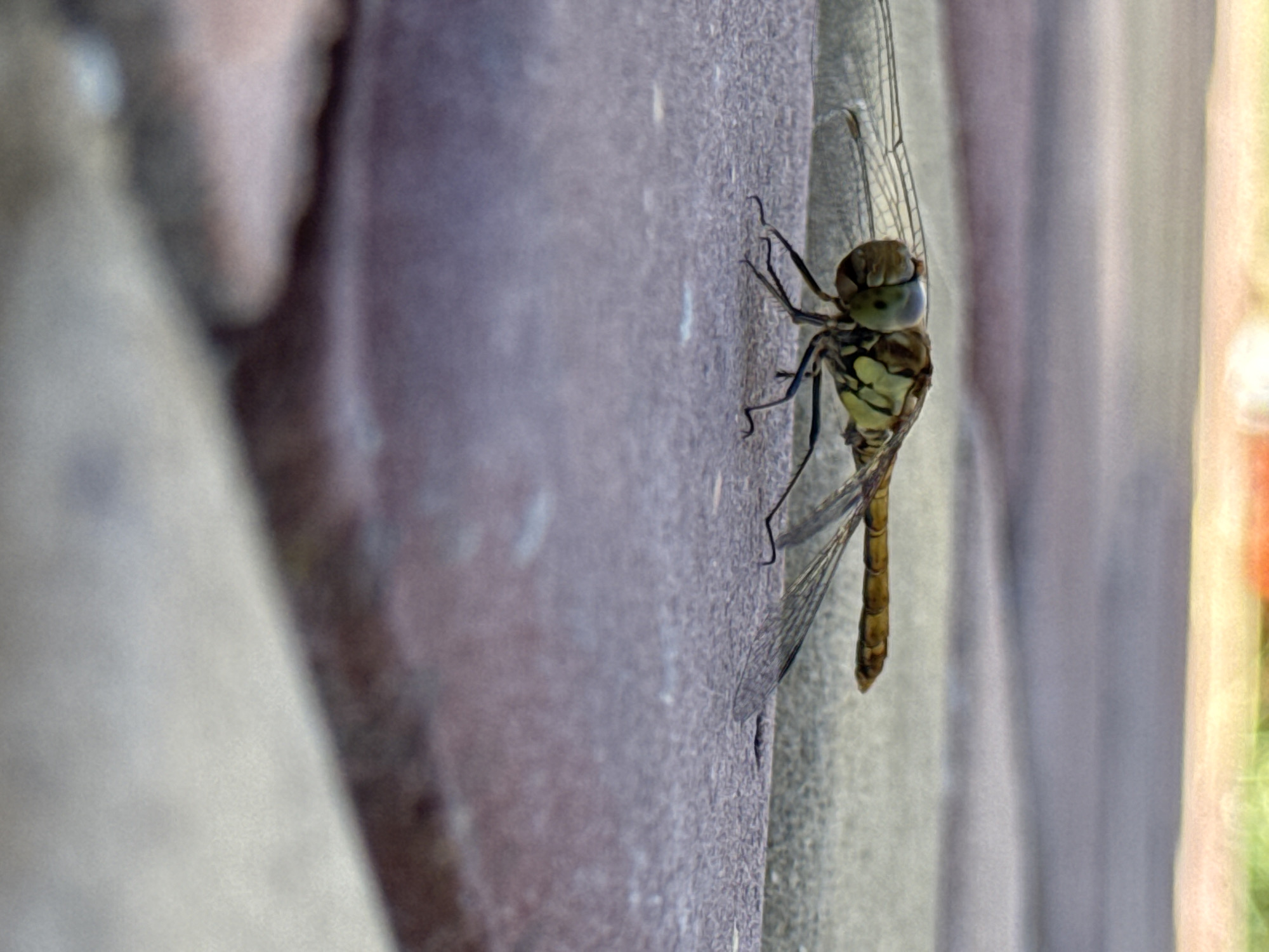 A dragonfly rests on a brick pathway in Uyutnoye, Ukraine. The insect's body is segmented and yellowish-brown, with visible legs and translucent wings. The dragonfly is positioned on a textured, reddish-brown brick. The background shows a blur of colors, suggesting a natural outdoor environment. The lighting indicates it is daytime.