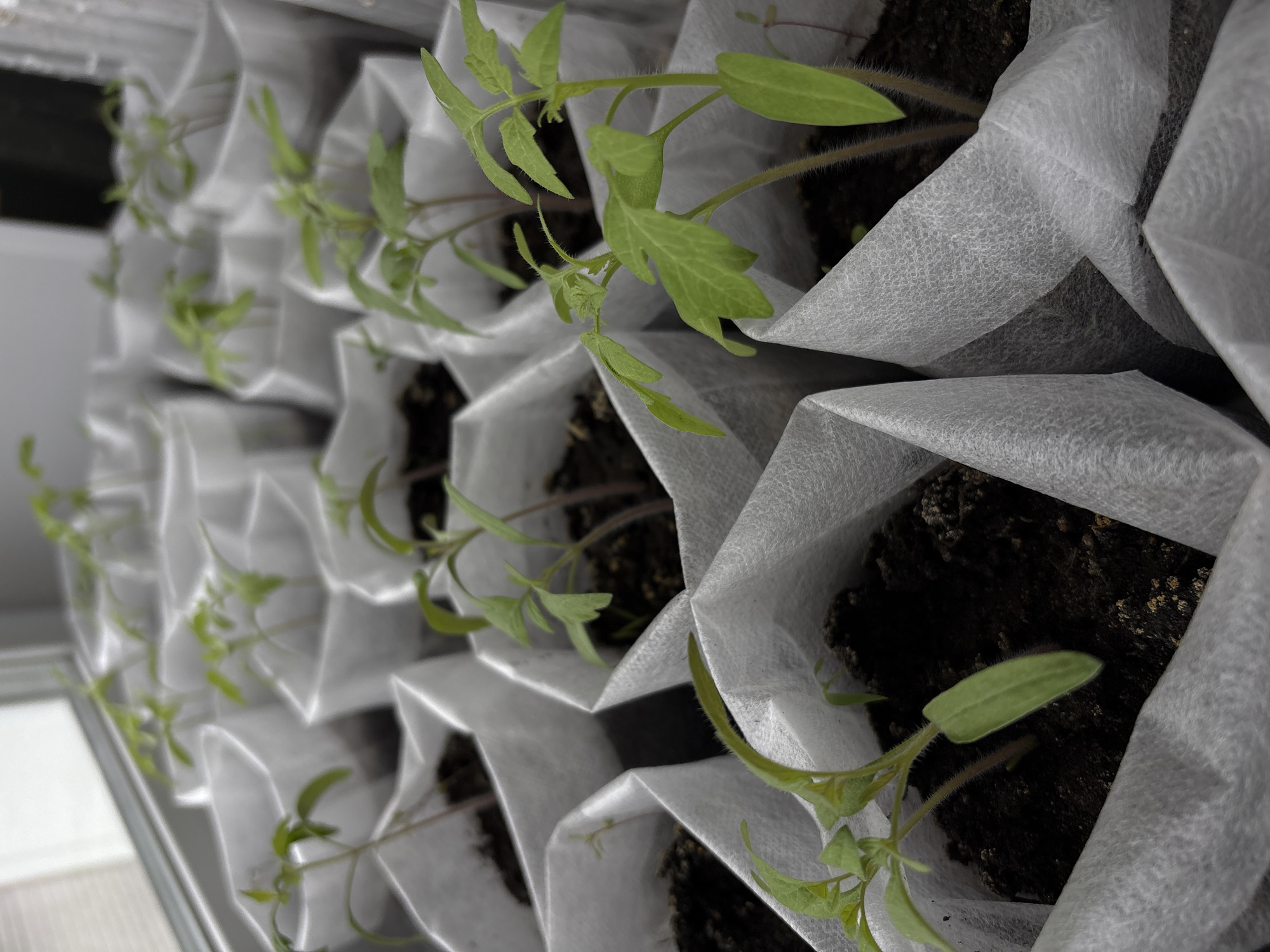 The image depicts a close-up view of several young tomato seedlings growing in white, folded paper pots filled with dark soil. The pots are arranged in rows, likely on a windowsill, as suggested by the presence of a window frame in the background. The scene appears to be indoors, under natural lighting conditions. The focus is sharp on the foreground seedlings, revealing details such as the texture of the paper pots and the fuzzy stems and leaves of the plants. The image does not show any people. The location of the scene in Ulyanovsk, Russia, cannot be determined from the visual information alone.