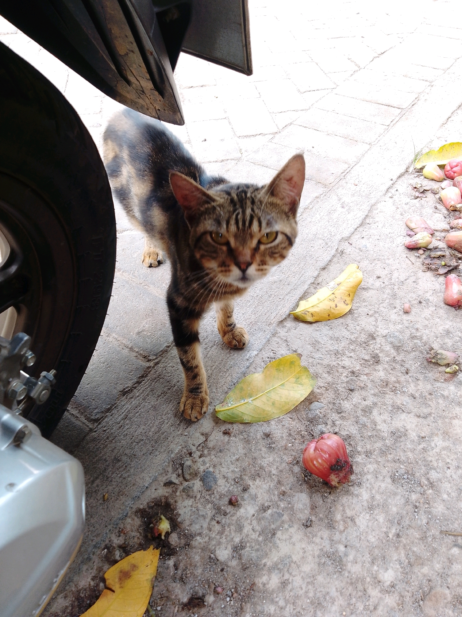 A tabby cat stands on a paved surface next to a motorcycle. The cat is facing the camera with its head tilted slightly. There are fallen leaves and pinkish-red fruits scattered on the ground around the cat. The scene appears to be outdoors, likely in a residential area in Cikal, Indonesia, as suggested by the typical paved surfaces and vegetation. The lighting suggests it is daytime.
