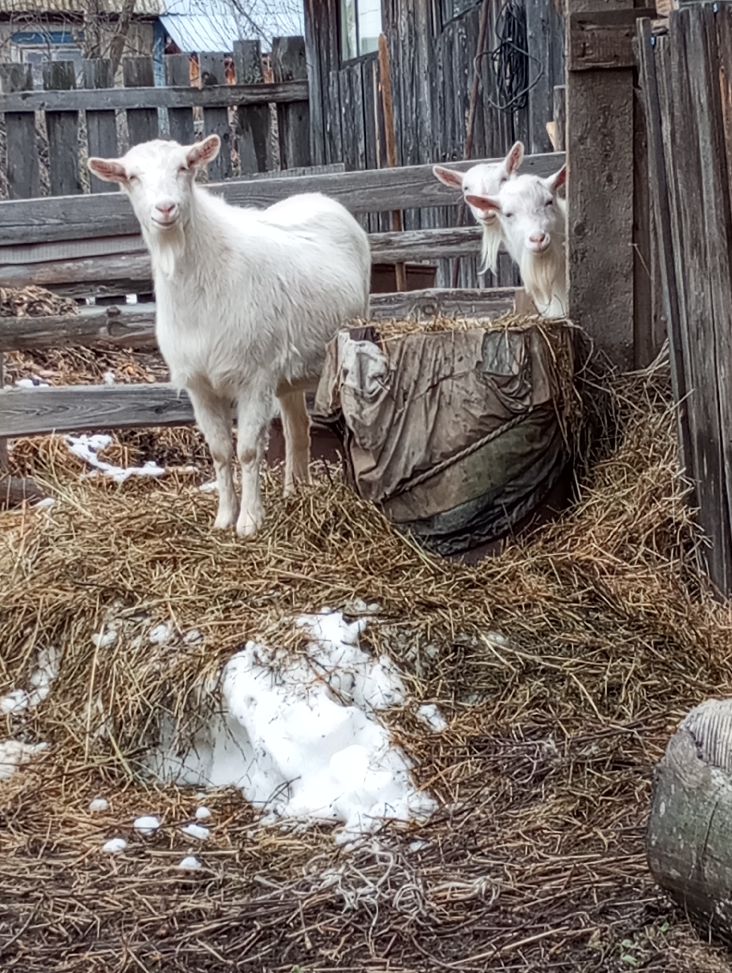 The image shows a rural scene, likely in a village setting. Two white goats are prominent, one standing on a pile of straw mixed with patches of snow, and another peering over a structure behind it. A third goat can be partially seen behind the second goat. The goats are likely interacting with their environment and potentially with each other. The background consists of weathered wooden fences and buildings, indicative of an older or more traditional rural environment. The general location is Буренка, Russia, based on the image's origin.