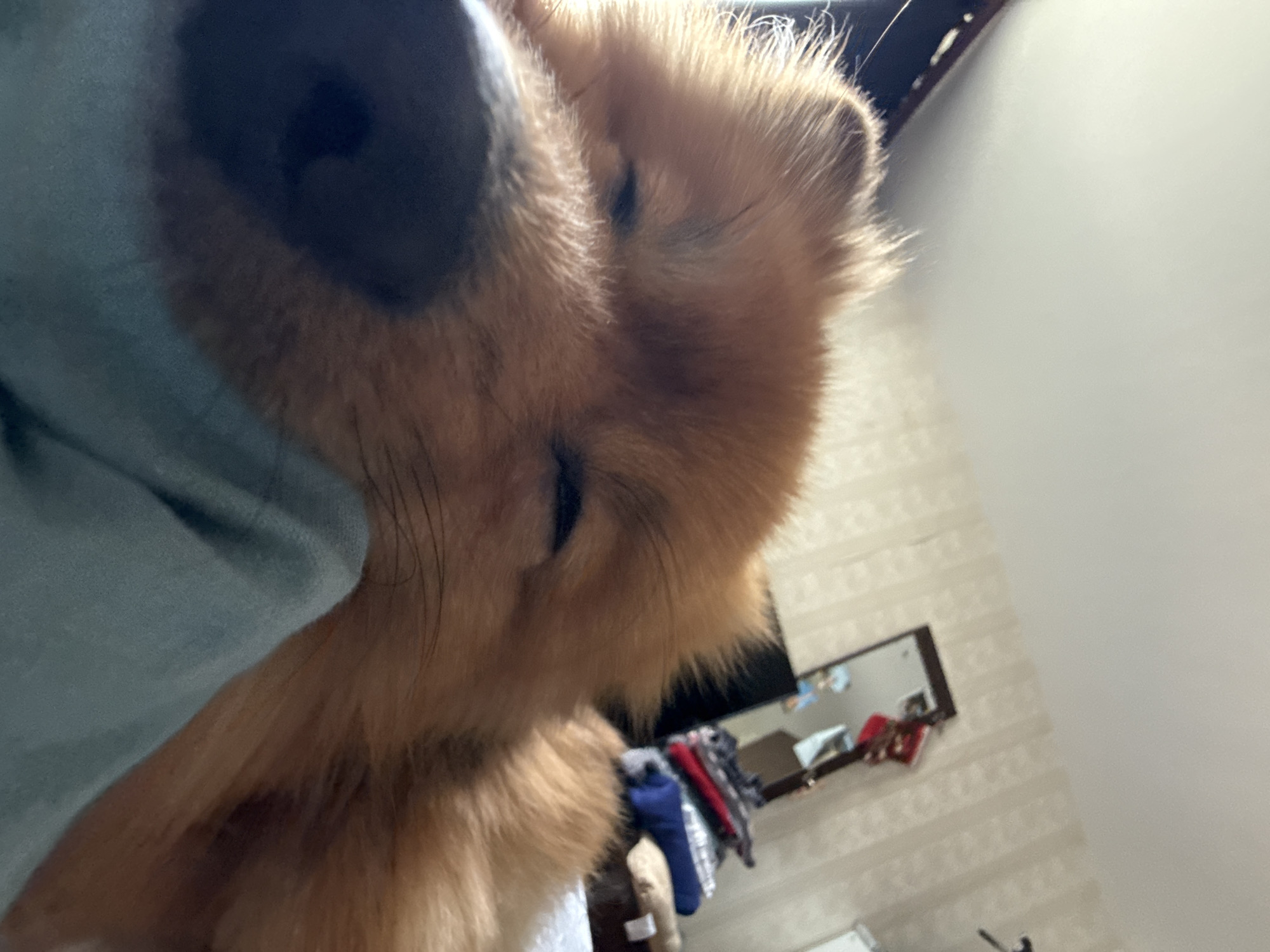 The image shows a close-up of a fluffy, light brown dog resting its head on a light blue surface, possibly a blanket or pillow. The dog's eyes are mostly closed, suggesting it is sleepy or relaxed. The background is out of focus but appears to be an indoor setting with a wall that has a textured, light-colored wallpaper. A mirror reflecting a cluttered dresser with folded clothes is visible in the upper right portion of the image. The scene is likely a bedroom. There is no specific indication of the city of Khimki, Russia, within the image itself.