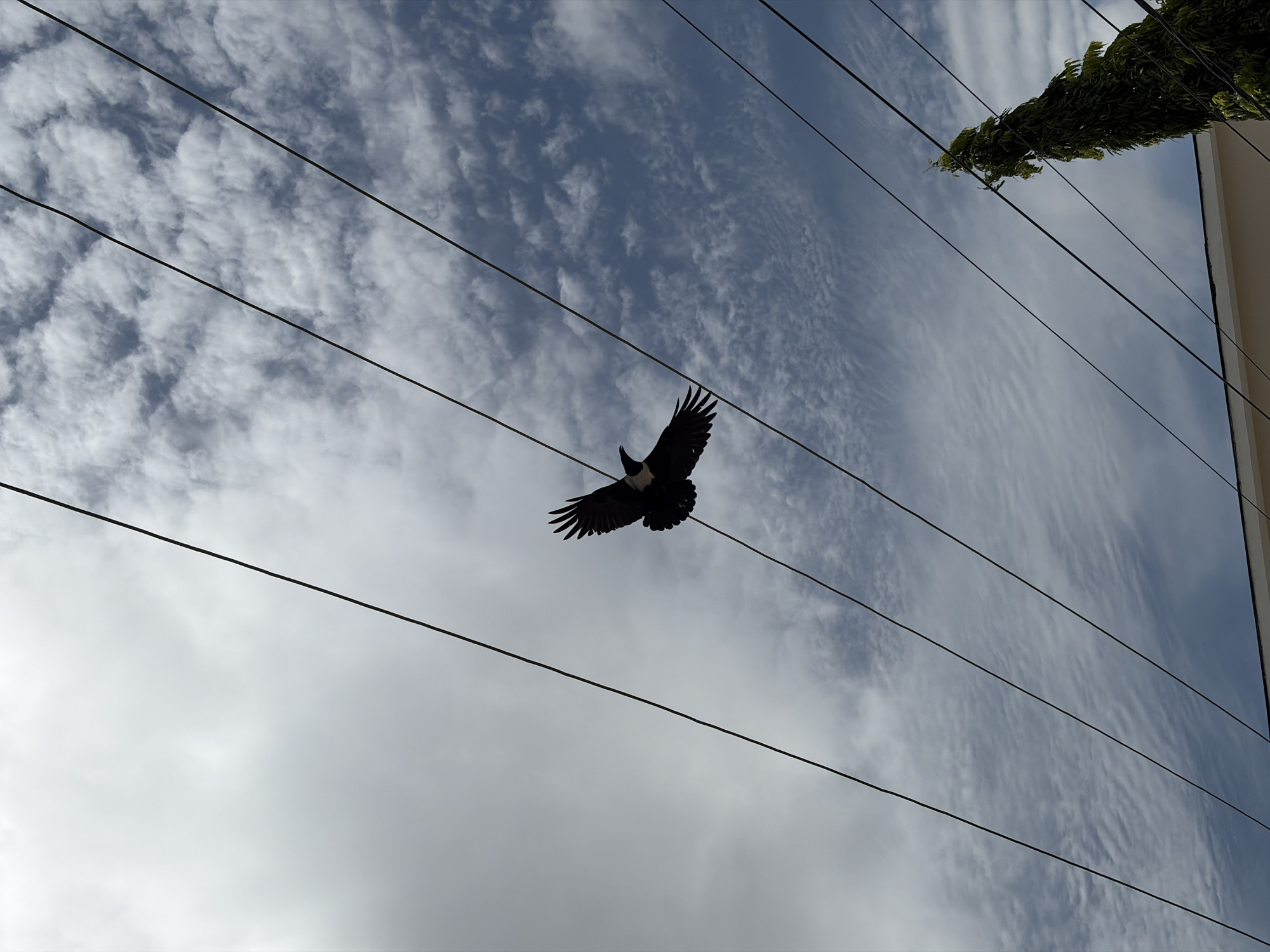 The image, taken from a low angle in Igboefon, Nigeria, shows a bird in flight against a cloudy sky. The bird, a silhouette with dark feathers, has its wings spread wide. Overhead power lines are visible, intersecting the sky. To the upper right, there is some green foliage, possibly a tree branch, next to the side of a light-colored building. The sky is filled with streaks of clouds.