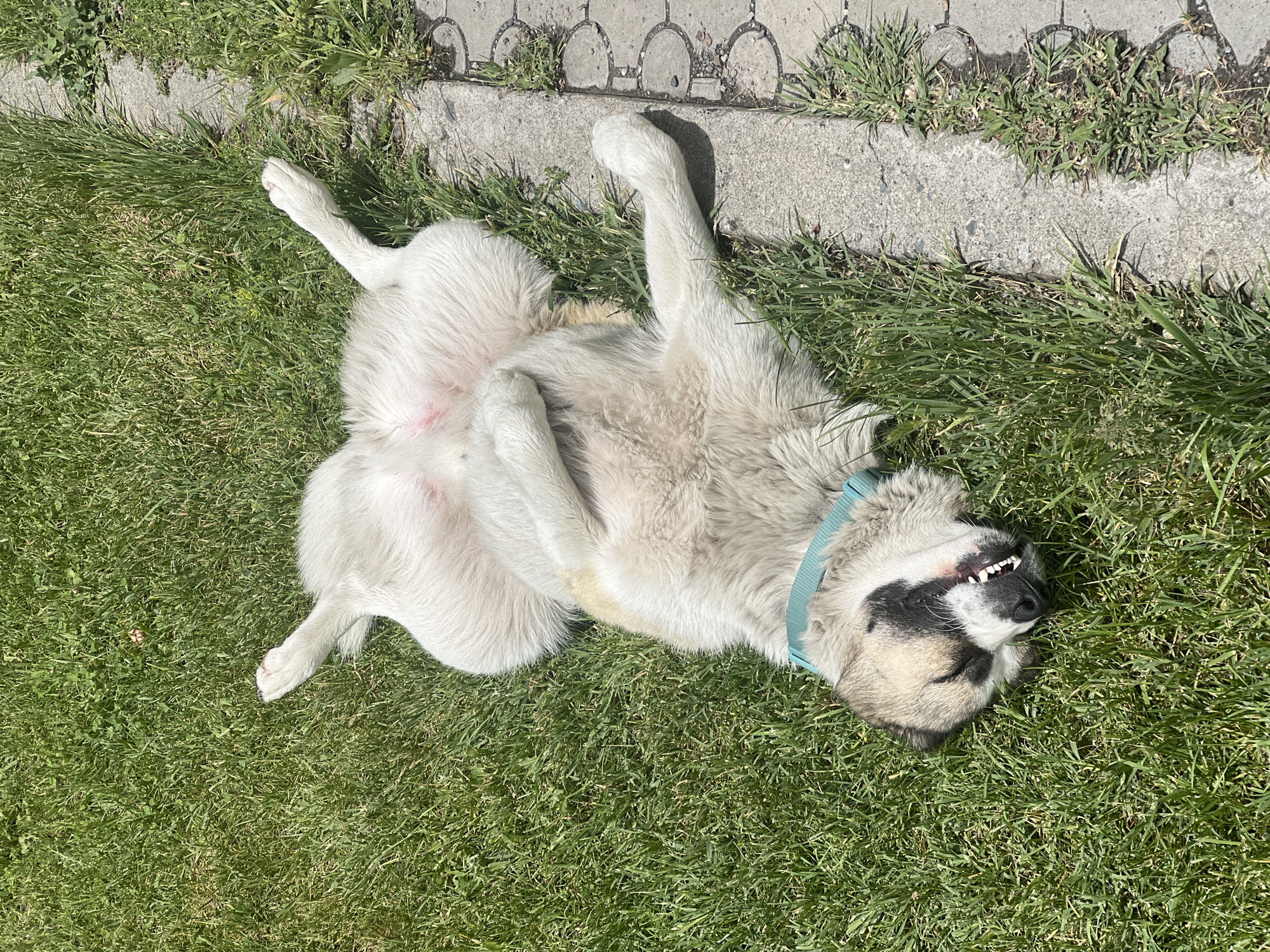 A dog is lying on its back in a grassy area next to a concrete border. The dog has mostly white fur with some black markings around its face and a light blue collar. It is positioned on its back, with its limbs outstretched and teeth visible, suggesting it is relaxed or playing. The location appears to be outdoors in a park or yard, with a mixture of green grass and concrete. There are no people visible in the image. The location in the city of Yerevan, Armenia is not discernable from the image provided.