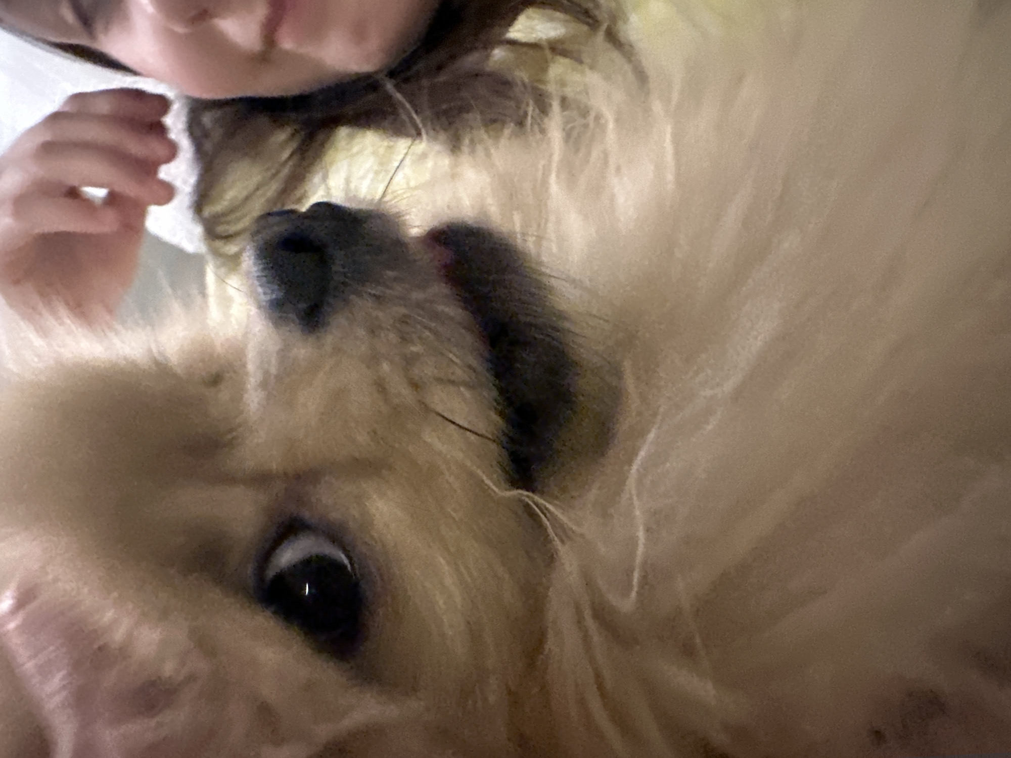 A close-up, upside-down shot shows a small, light-colored dog with long fur. The dog's black nose is centered in the frame, and one black eye is visible to the left. Part of a person's face, including their mouth and nose, is visible in the upper-left corner, as is a hand with fingers extended. The person has brown hair. The background is out of focus. There is no indication of the location being Votkinsk, Russia.