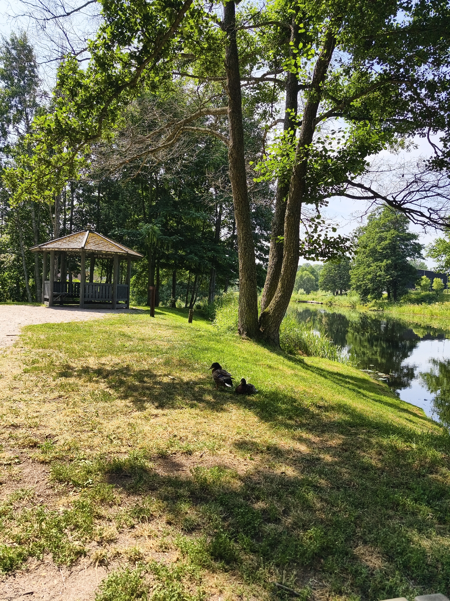 The image depicts a serene park scene in Mjölby, Sweden, likely situated near the Sävö nature reserve, known for its tranquil waterways and green spaces. In the foreground, a grassy bank slopes down towards a calm river, its surface reflecting the surrounding trees and sky. Two ducks are resting on the grass, partially shaded by a large tree with spreading branches. Further back, a rustic wooden gazebo with a multi-tiered roof stands on a gravel path, providing a sheltered spot. The backdrop consists of lush green trees and vegetation, with hints of buildings and a bridge visible in the distance across the river. The overall atmosphere is one of peaceful natural beauty.