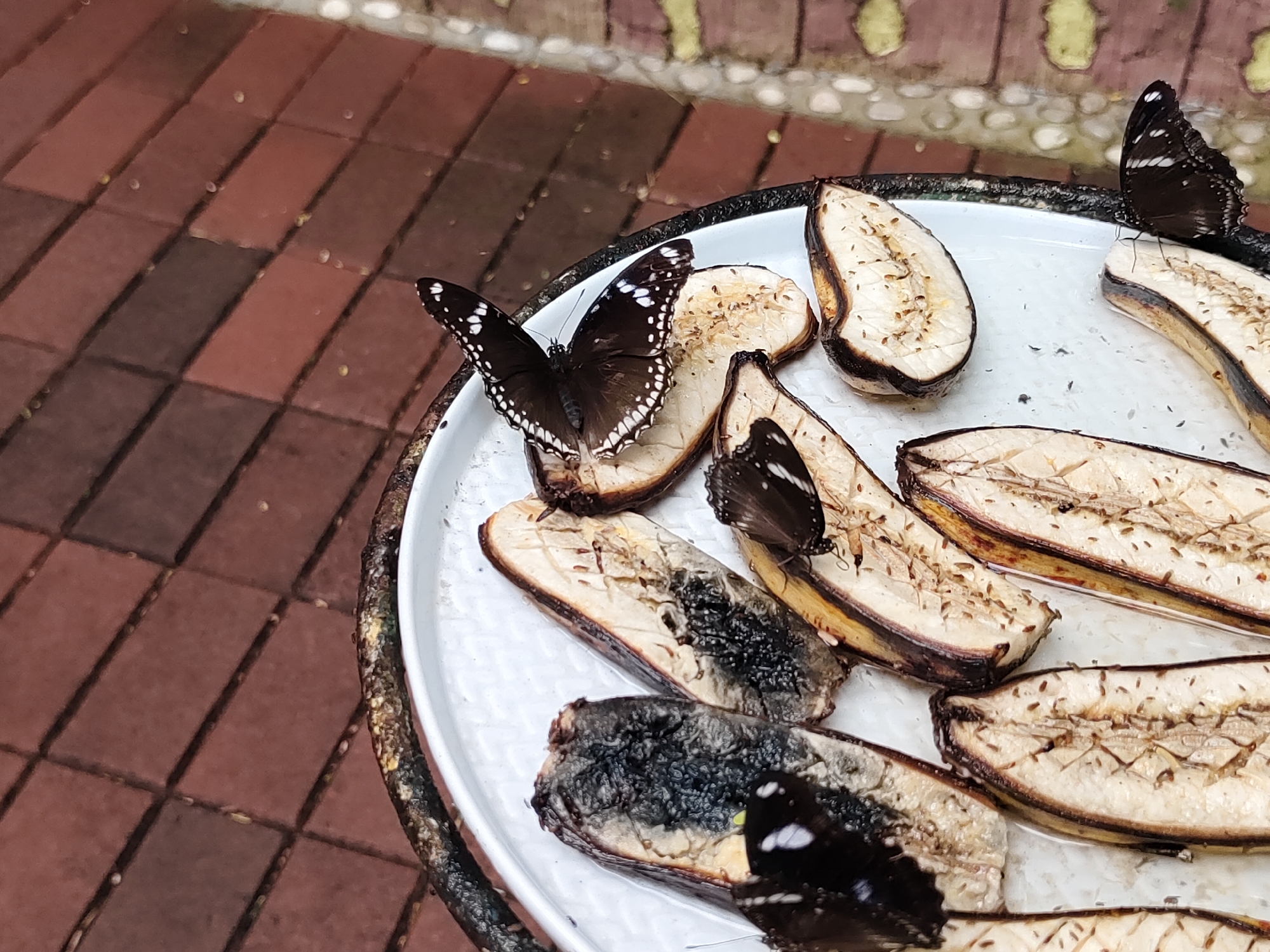 In an outdoor setting, likely a garden or patio, a white plate filled with sliced, overripe bananas is arranged on a dark, weathered metal stand. Several dark-colored butterflies with white markings on their wings are actively feeding on the bananas. The plate and its contents are positioned on a surface covered with reddish-brown rectangular tiles, suggesting an outdoor paved area. The background shows a brick wall and a blurred, out-of-focus area, possibly more foliage or a building. The lighting suggests it is daytime, with soft, diffused light.