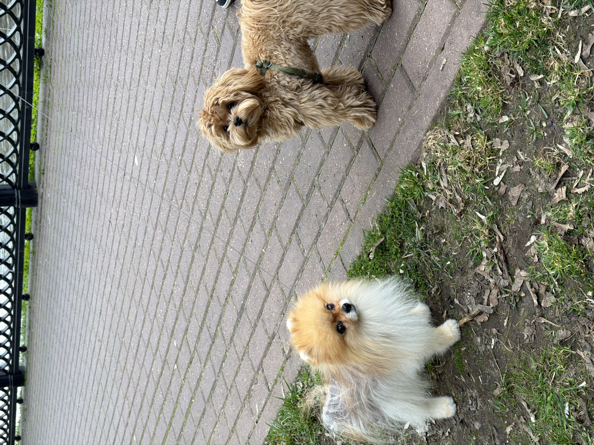 The image shows two dogs on a brick walkway in Khimki, Russia. One dog, a fluffy, light-colored Pomeranian, sits on the edge of the walkway, near grass and dirt with scattered leaves and small sticks. The other dog, a golden-brown Cockapoo, stands on the walkway, wearing a green harness. A black wrought-iron fence runs along the left edge of the walkway.