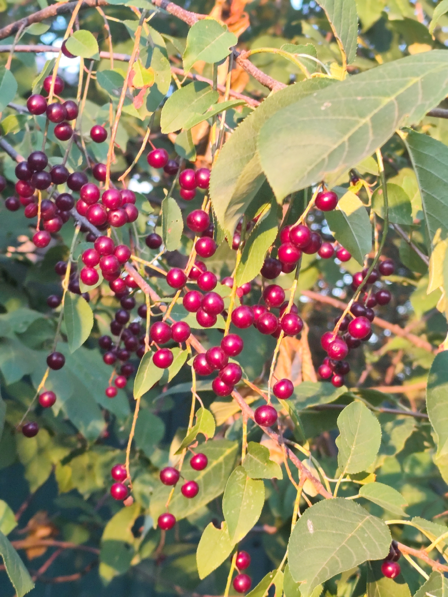 The image shows a close-up of a branch with ripe, dark red berries and green leaves. The berries are clustered on thin stems. The background is softly blurred, suggesting a natural outdoor setting, possibly a park or garden, bathed in the warm light of late afternoon or early morning. The location is identified as Barlaksky, Russia. There are no people or animals visible in the image.