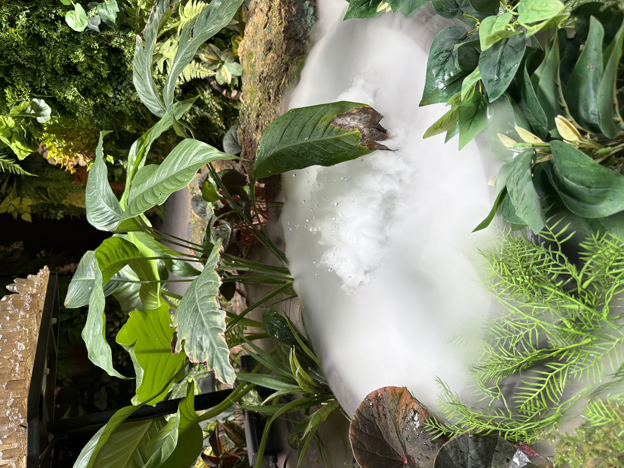 The image depicts a close-up view of a decorative mist feature surrounded by lush green foliage, evoking a tropical ambiance. The mist is actively producing a dense white cloud that rises from a concealed source, creating a serene and humid environment. Small droplets of water are visible on some of the leaves, indicating the presence of moisture. The surrounding plants are varied, with large, broad leaves and delicate ferns, suggesting a well-maintained terrarium or a carefully designed garden exhibit. In the background, a textured, rocky surface with more greenery hints at a larger, naturalistic display. The overall scene is tranquil and visually rich, with the mist adding a dynamic element to the still life of the plants. The location is identified as Ko Samui District, Thailand. There are no people or animals visible in the image.