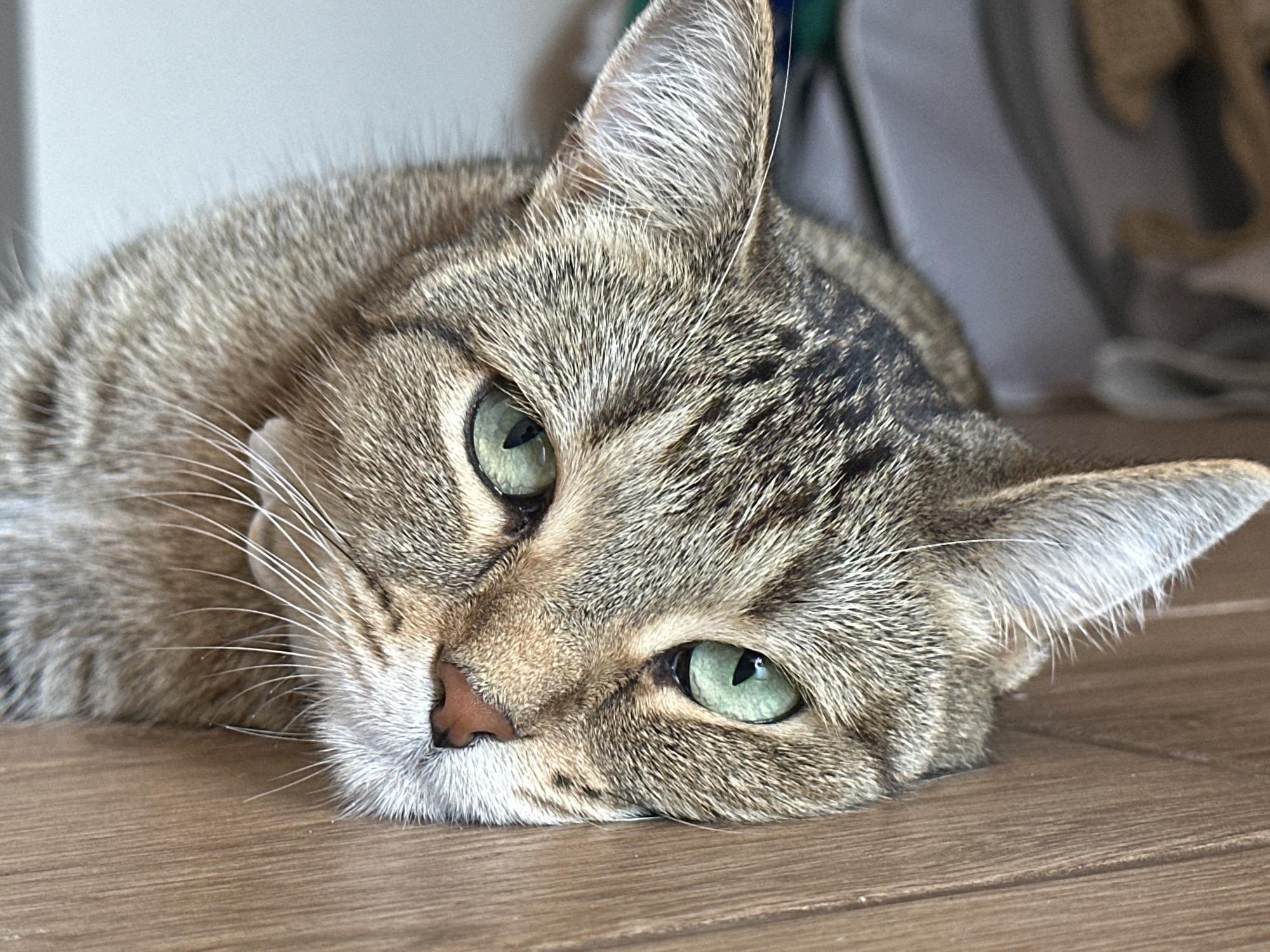 A close-up, eye-level shot captures a tabby cat lying on a wooden floor, its head resting on the surface. The cat's body extends out of frame to the left, with only its head and a portion of its torso visible. Its fur is a mix of brown, grey, and black tabby stripes. The cat's eyes, a striking green, are open and looking towards the viewer. Its nose is a soft pink, and its white whiskers are prominent against its striped fur. The background is blurred, showing hints of indoor furnishings, including what appears to be a white or light-colored wall and some fabric items. The lighting suggests an indoor setting, possibly with natural light coming from the side.