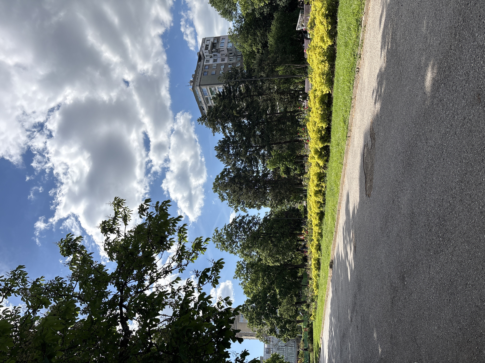 The image shows a view of a park or green space in Unknown, Unknown. There is an asphalt pathway on the right side of the frame, with a neatly trimmed hedge and grassy area to its left. Behind the hedge are trees and foliage, partially obscuring a multi-story building in the distance. The sky is blue with scattered white clouds. Tree branches and leaves occupy the lower left corner of the frame.