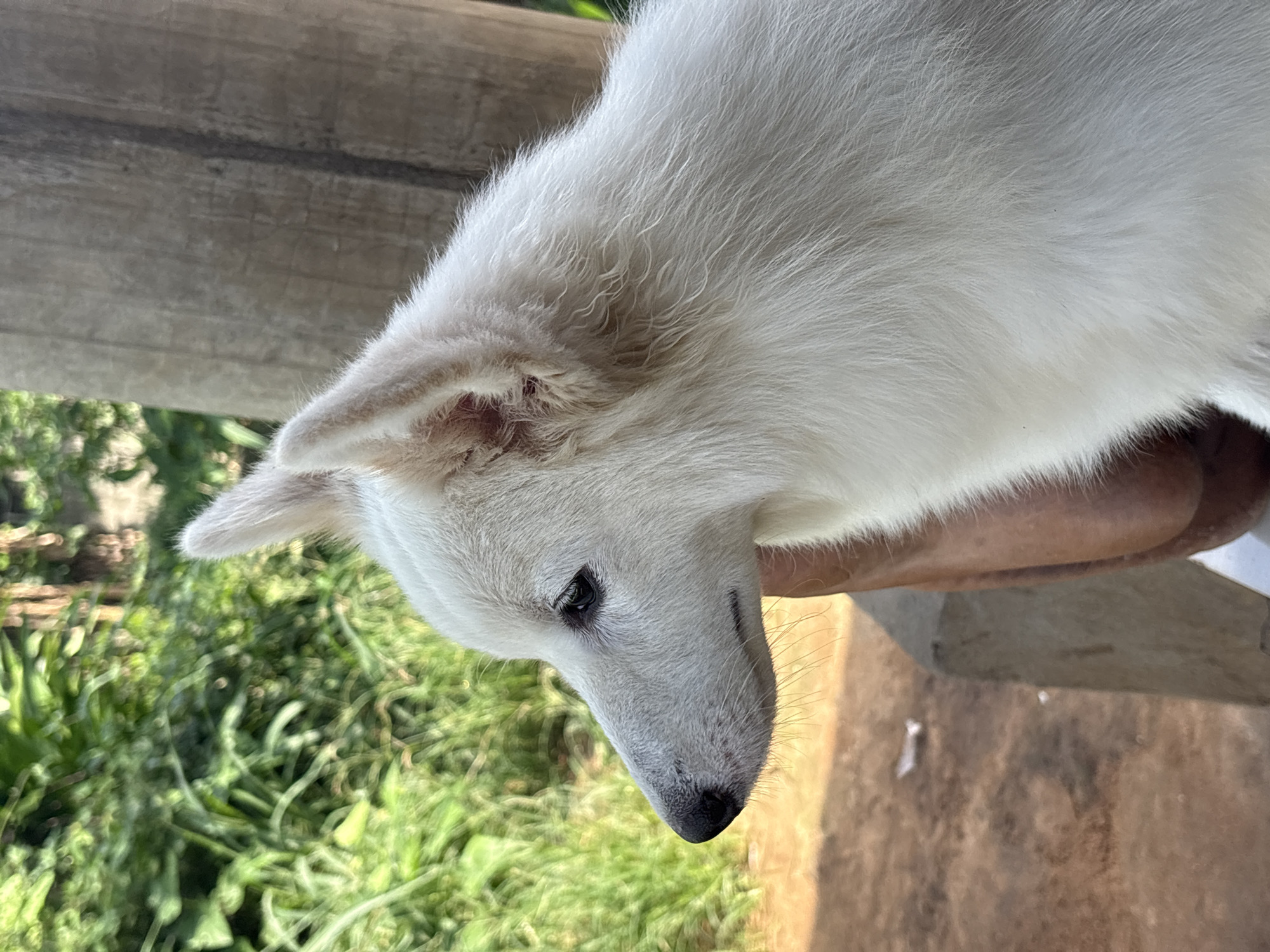 A close-up, tilted shot shows a white dog with short fur. The dog is outside, with greenery visible in the background. A wooden surface is also in the background. There's no evidence to place the image in Ikot Ekpene, Nigeria. No people are visible.