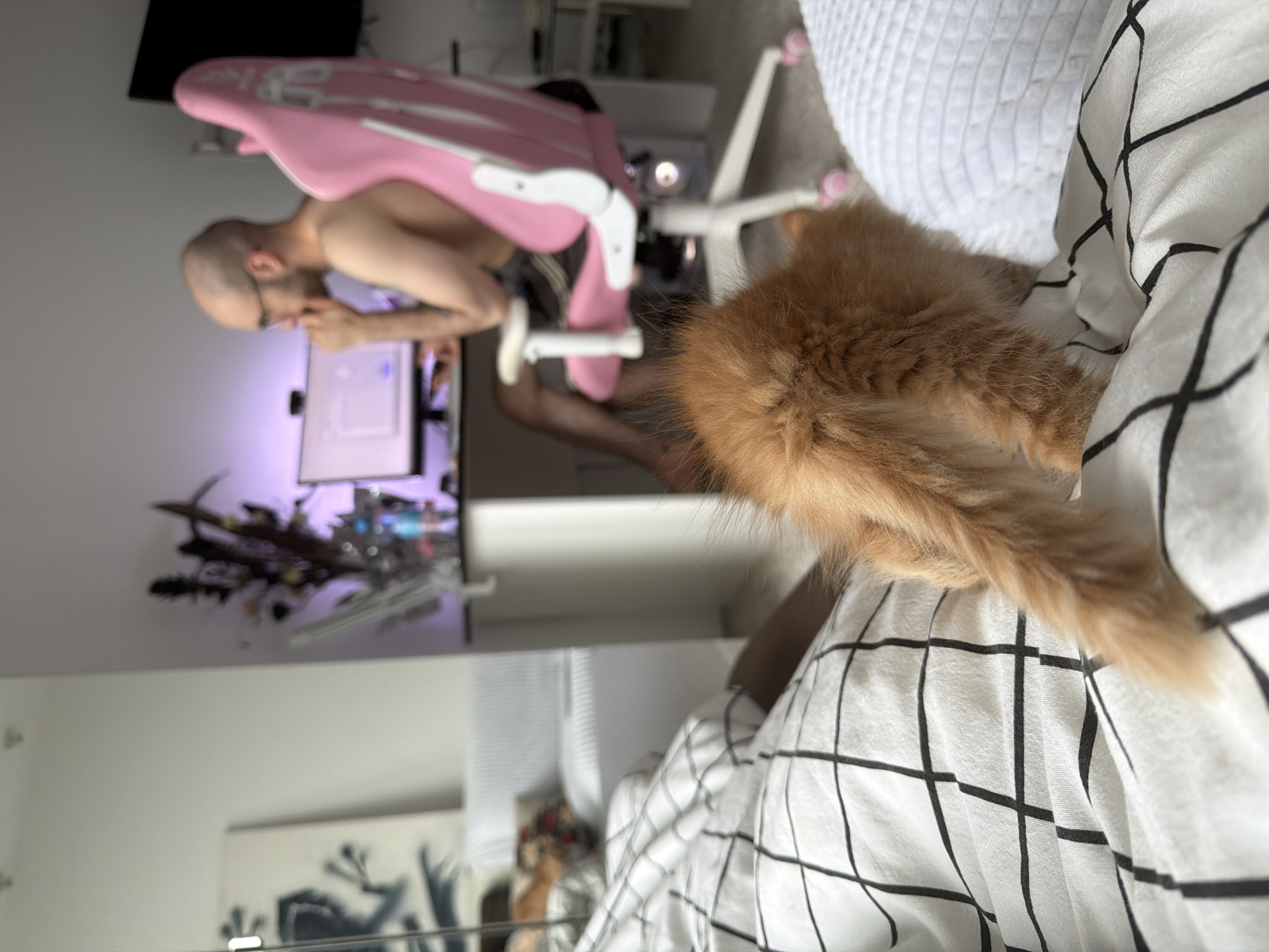 A rotated image shows a shirtless, bald man wearing glasses sitting at a desk in Khimki, Russia. He is in front of a computer screen. He sits in a pink and white chair. In the foreground, an orange cat is lying on a white and black checkered duvet. Behind the man is a wall with a sculpture. The room has a white wall and a white and gray patterned rug.