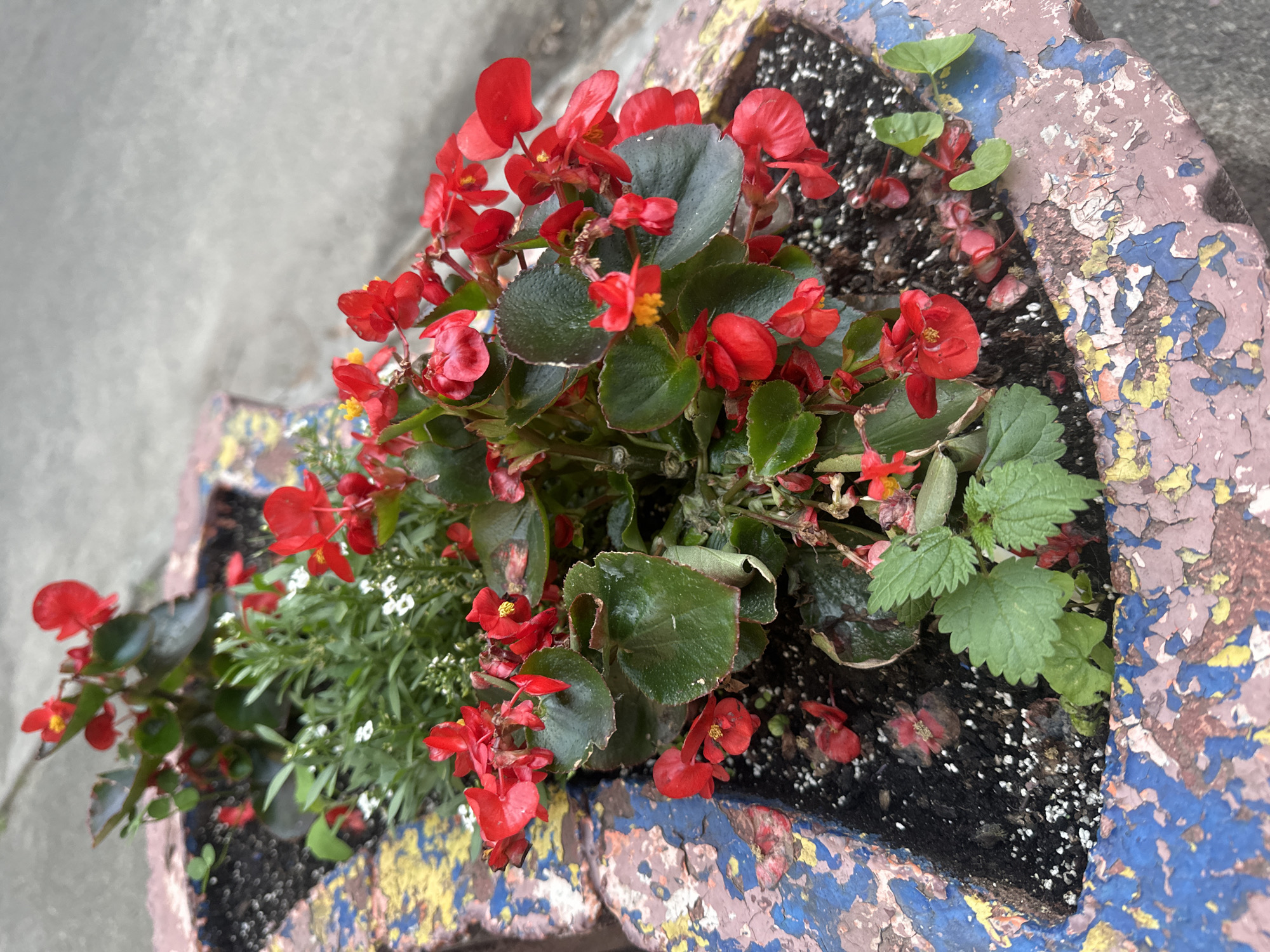 This image shows a close-up of a planter filled with red begonias and small white flowers, set against a grey, textured background, likely a sidewalk or street. The planter itself is worn and colorful, with layers of peeling blue, pink, and yellow paint. The scene is forensic and objective, capturing the details of the plants, the planter, and the surrounding urban environment. The context of Kyiv, Ukraine, is provided, suggesting a specific urban setting within that city. There are no people or actions depicted, focusing solely on the static elements of the scene.