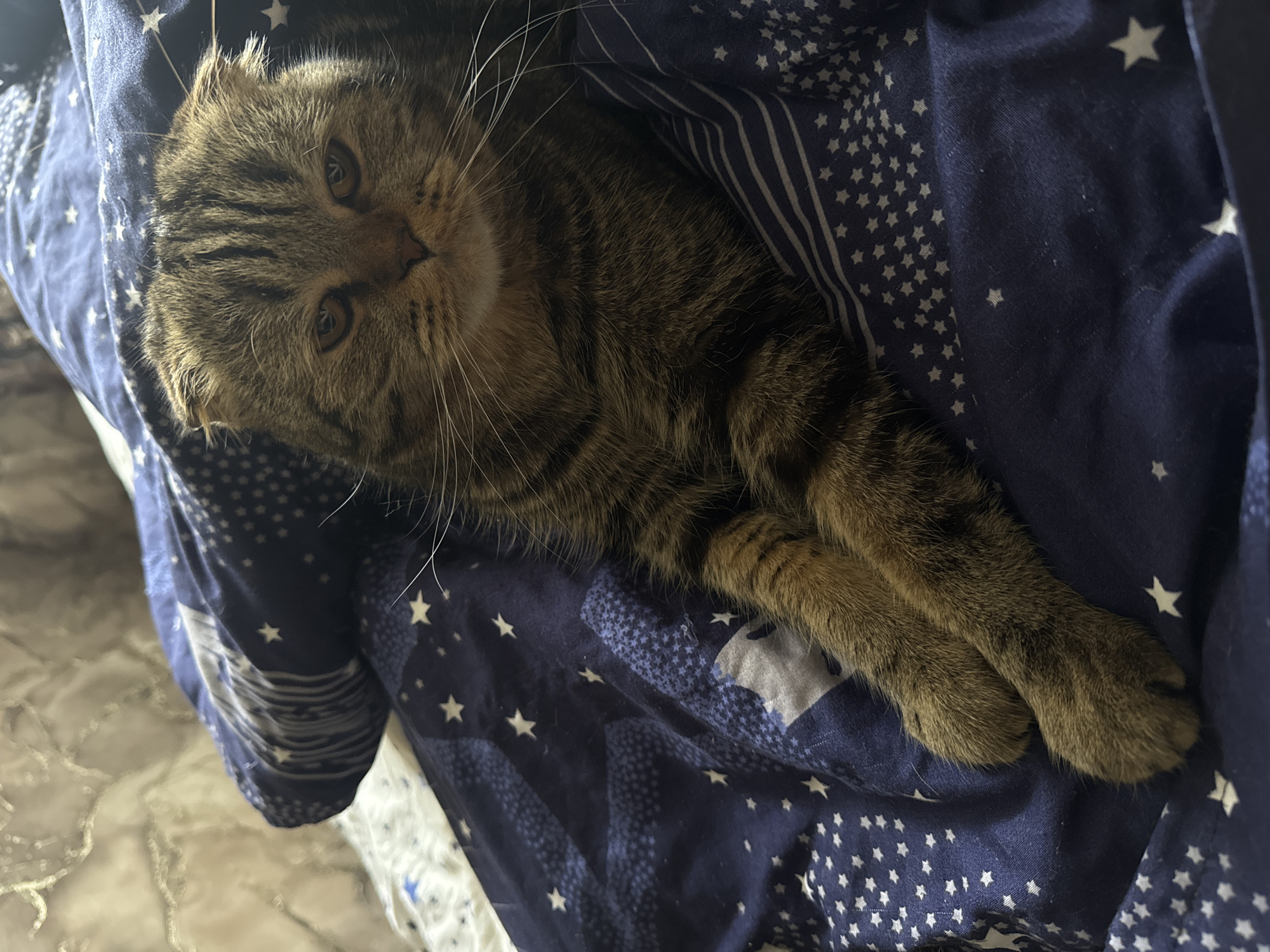 A tabby cat is lying on a blue and white star-patterned blanket. The cat's head is in the upper left of the frame, with its body extending diagonally to the lower right. The cat is looking directly at the camera. The background is slightly out of focus, and there is a hint of a floor in the lower left. The location is unknown, including the city of Chaikovsky, Russia.