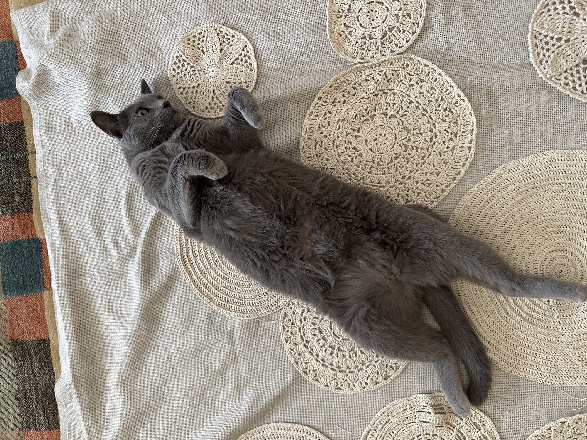 An overhead medium shot captures a grey cat lying on its back on a textured grey fabric tablecloth. The cat is positioned diagonally from the upper left to the lower right of the frame, with its body extended and its paws relaxed. Scattered around the cat are several circular, crocheted placemats in a natural fiber color. The placemats have intricate, lace-like patterns. In the upper portion of the image, a small section of a rug with colorful geometric patterns is visible. The scene is indoors, on a flat surface.