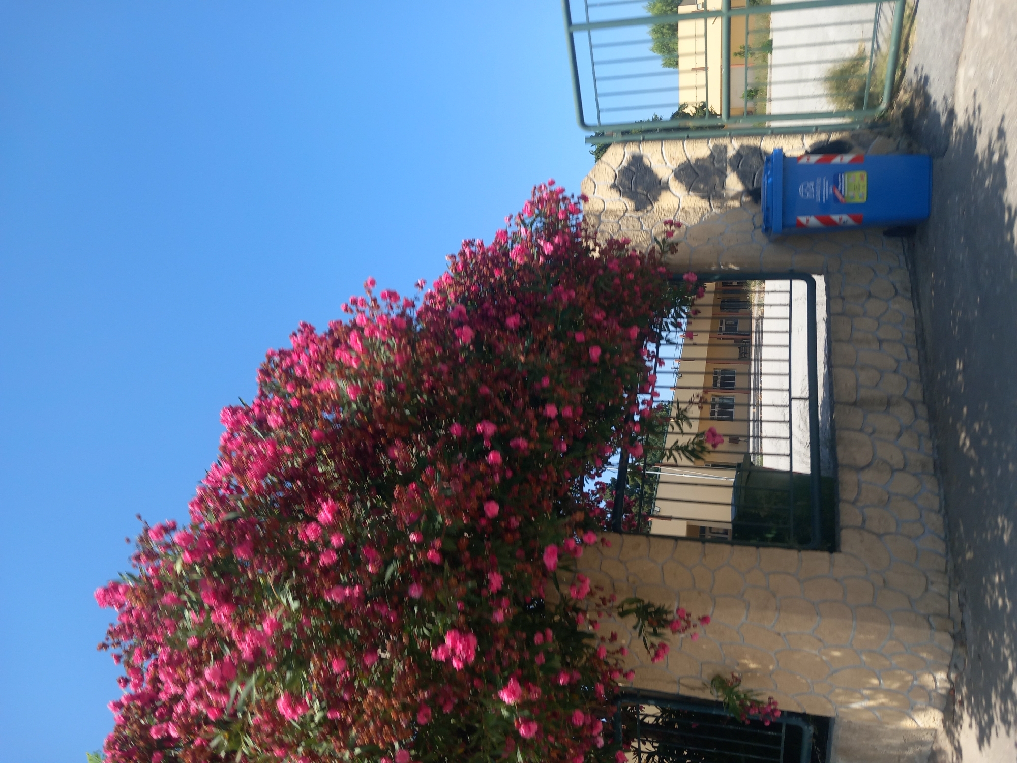 The image shows a bright, sunny day in the city of Kos, Greece. A large, vibrant pink flowering bush dominates the left side of the frame, its branches reaching towards a clear blue sky. In the foreground, a stone wall with a mosaic-like pattern forms a border, with a metal gate to the right. A blue recycling bin with white and red markings stands next to the wall. Beyond the gate, a building with a yellow facade and windows is visible, suggesting a school or public institution. The ground is paved with what appears to be asphalt, with shadows cast by the flowering bush and an unseen structure. The overall impression is one of a well-maintained outdoor space bathed in warm sunlight.