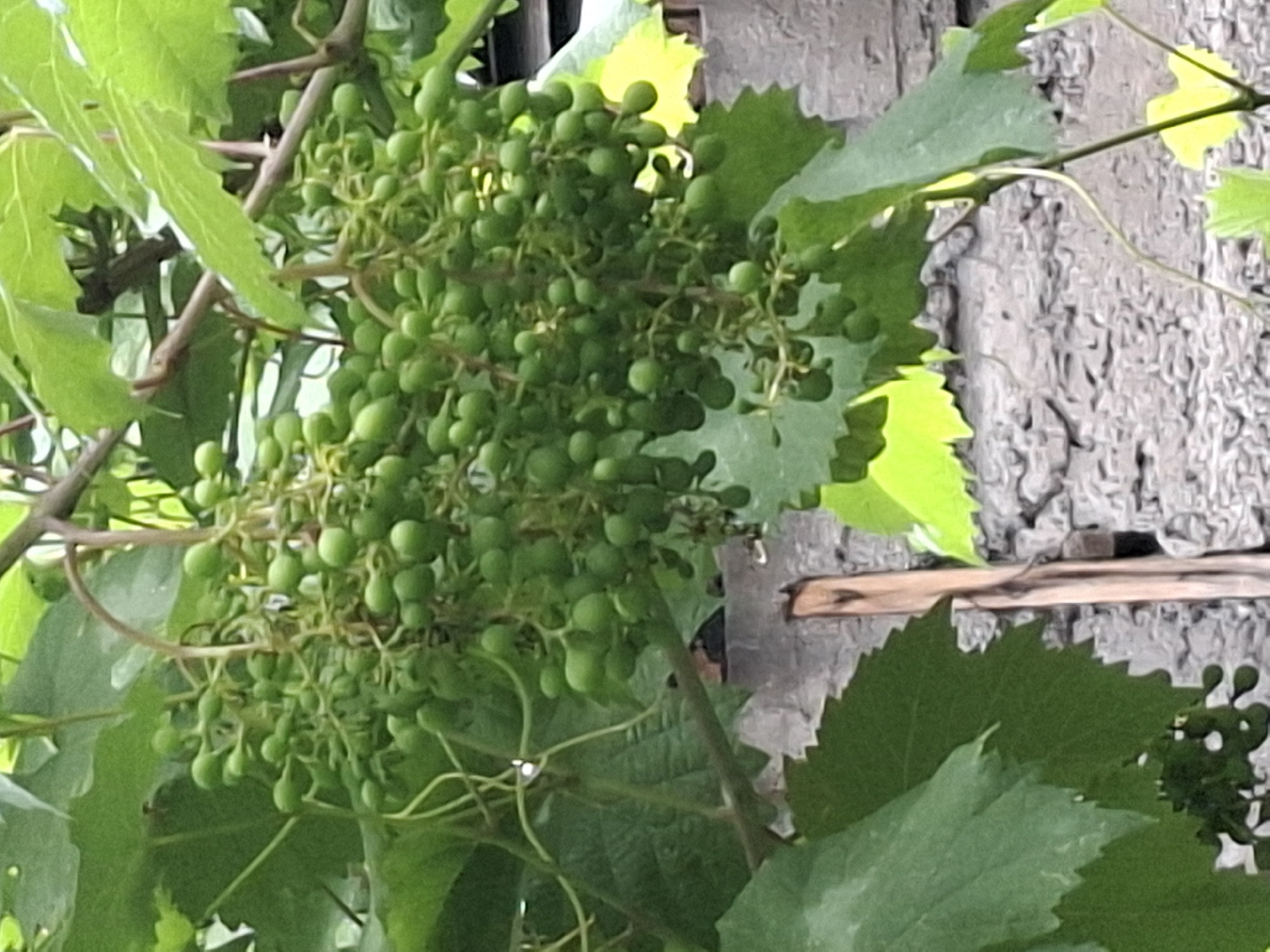 The image shows a close-up view of unripe green grapes hanging from a vine. The grapes are small and clustered together. The vine has green leaves, some of which are partially covering the grapes. In the background, a textured wall made of rough stone or concrete is visible. A wooden stake or post is also present, leaning against the wall. The overall scene appears to be outdoors, possibly in a garden or vineyard setting. The image does not contain any elements that would suggest a specific location within the city of Almaty, Kazakhstan.