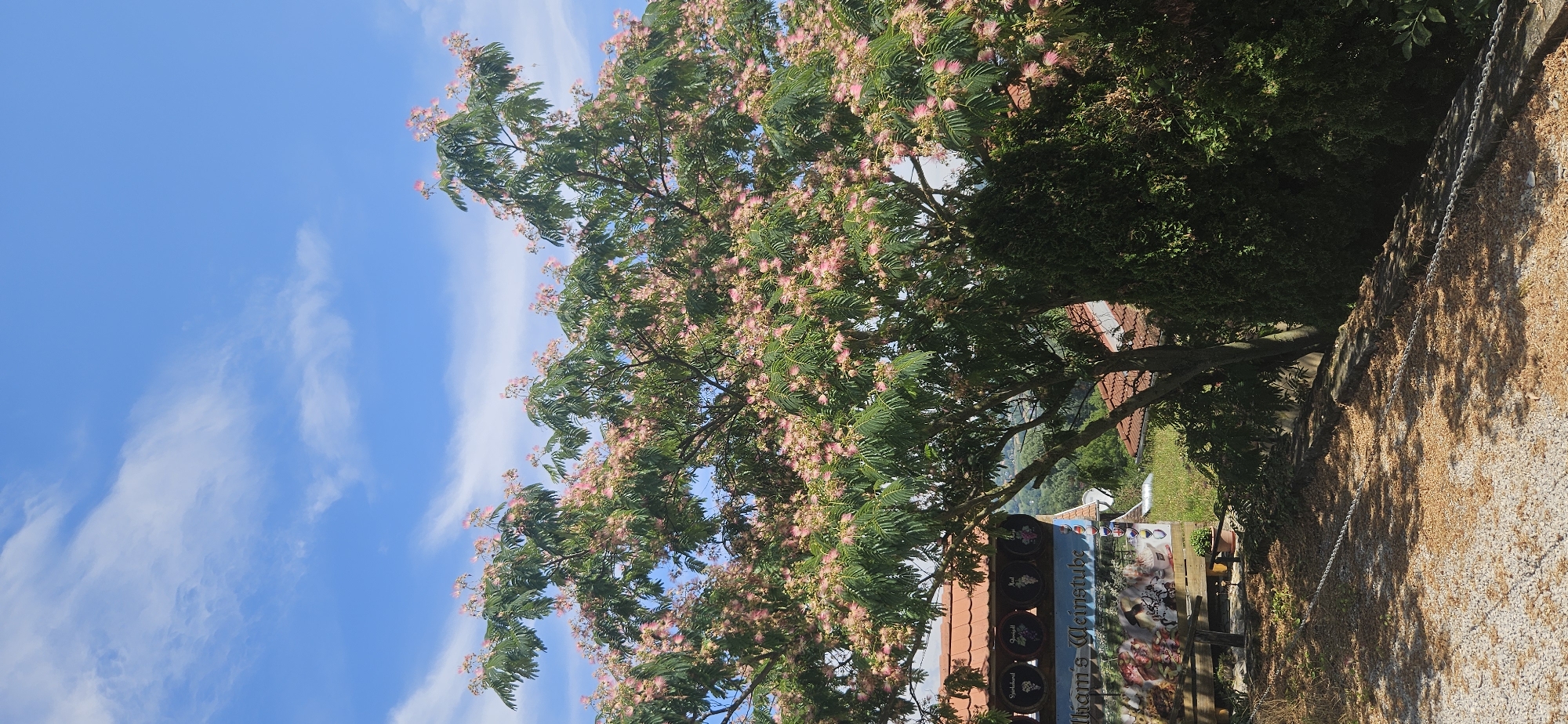 The image shows a tree with pink blossoms in full bloom, set against a bright blue sky with scattered white clouds. The tree is large and fills much of the frame, with its branches extending outwards. In the background, there is a building with a red-tiled roof and a sign that reads "William's Weinstube". The building appears to be a traditional wine tavern. Below the tree, there is a gravel path with a metal chain running along its edge. The overall impression is a peaceful outdoor scene, likely in a rural or semi-rural setting, potentially a garden or a yard belonging to the wine tavern. The image is taken from a slightly low angle, looking up towards the tree and the sky. The location is Hévíz, Hungary, as indicated by the sign.