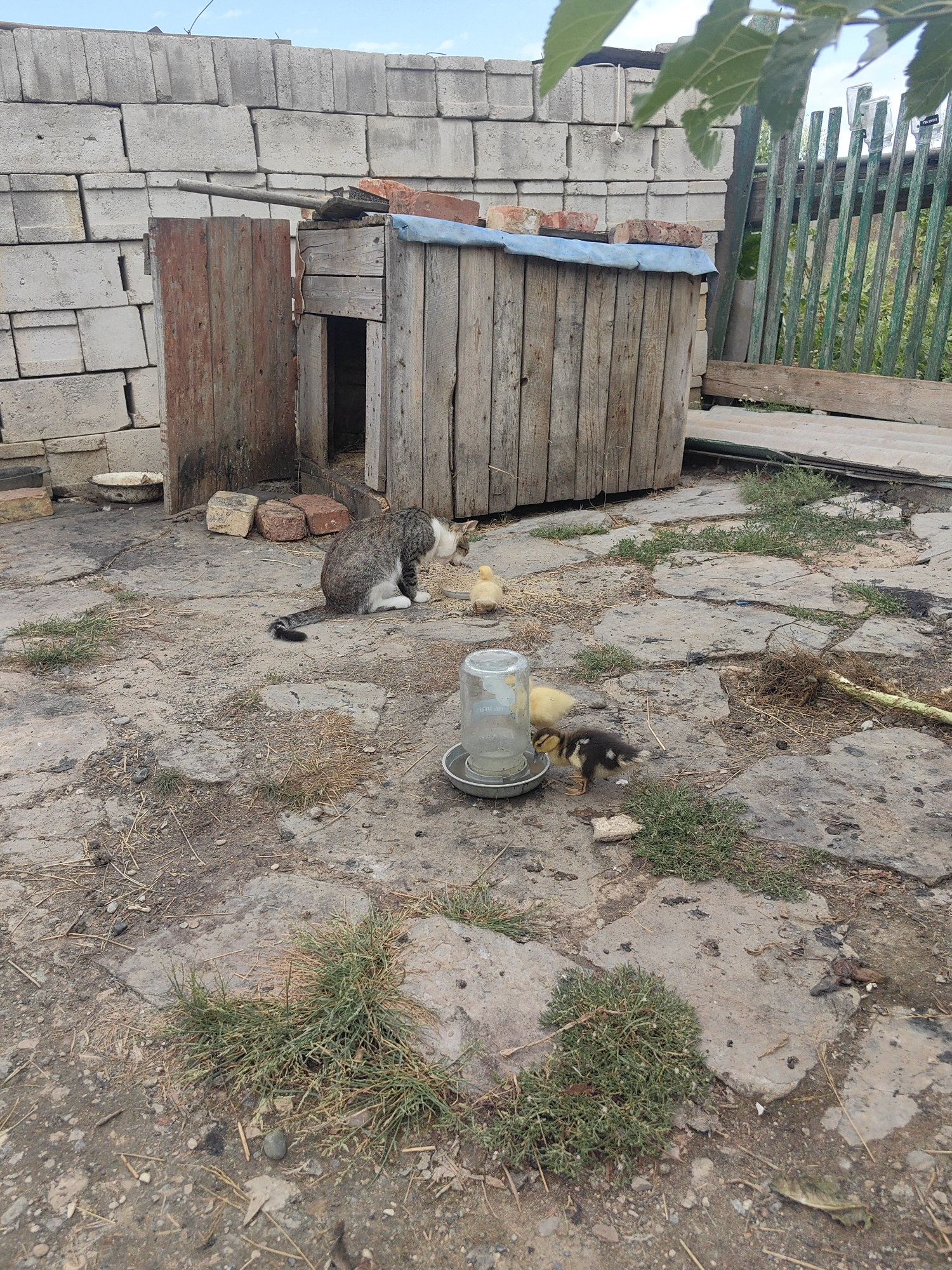 In a yard in Soluno-Dmitrievskoe, Russia, a tabby cat with white markings is eating from a shallow dish near a small wooden shelter. Three ducklings are also present, two of which are near the dish, and one is further away. The ground is paved with irregular stones and dirt, with patches of dry grass and a few scattered pieces of wood. A green wooden fence and a stacked wall of concrete blocks are visible in the background. A glass jar, possibly a water dispenser, is positioned near the feeding dish.