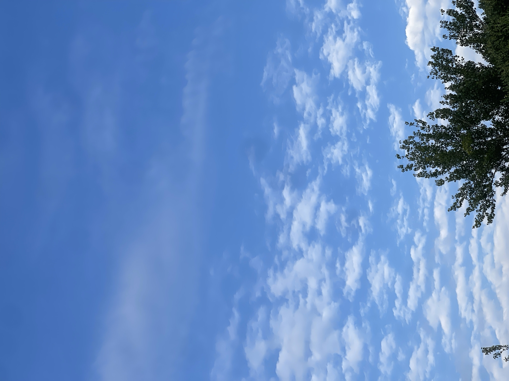 The image captures a bright, partly cloudy sky above a dense canopy of dark green trees. The sky is a vibrant blue, interspersed with scattered, fluffy white clouds that appear to be altocumulus or cirrocumulus formations, suggesting fair weather. The trees occupy the lower portion of the frame, with their foliage creating a textured, dark mass against the lighter sky. The scene is indicative of an outdoor environment, likely a park or residential area within the city of Кызыл-Тоо, Kyrgyzstan, during daylight hours. No people or specific actions are depicted.