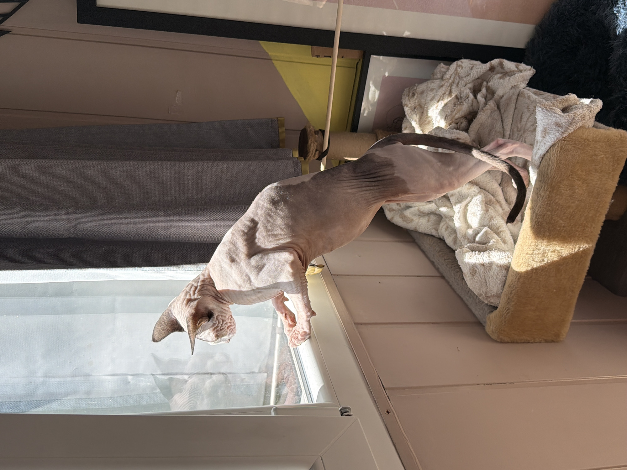 A Sphynx cat stands on a multi-tiered cat tree, peering out a window. The cat is pinkish-beige with visible skin folds and dark markings on its head and back. Its front paws are resting on the windowsill, and its body is elongated as it stretches. The cat tree has a tan, plush perch with white blankets draped over it, and a scratching post section covered in rough material. Behind the cat tree, a gray curtain hangs beside the window. The wall behind the cat tree is painted a light peach color and has vertical paneling. To the right, a framed picture is visible on the wall, and a yellow geometric shape is also on the wall. The lighting suggests a sunny day, with sunlight streaming through the window and casting shadows.