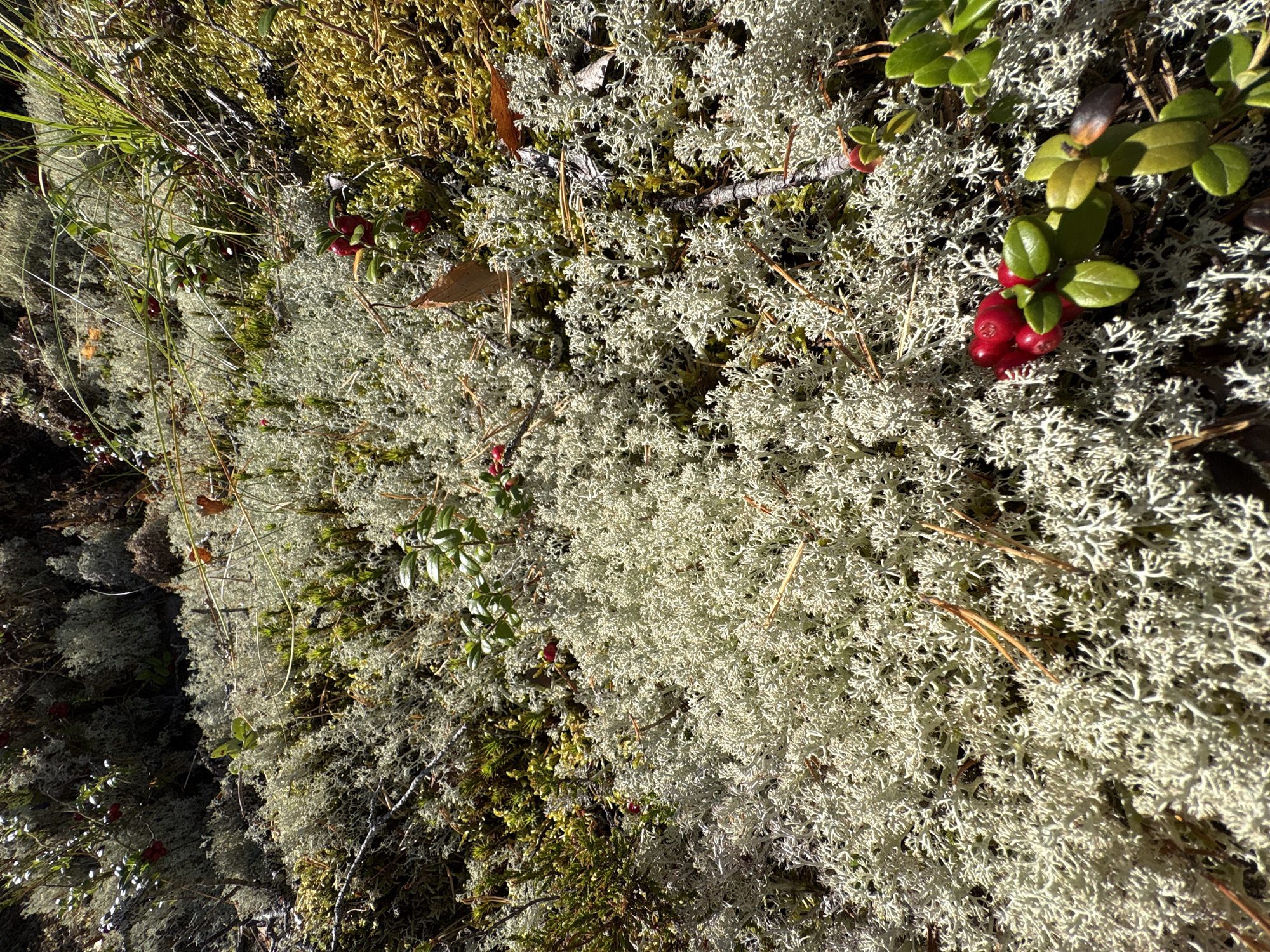 The image shows a close-up view of a natural landscape, likely a forest floor, in Kir'yavalakhti, Russia. The ground is covered with a dense carpet of light-colored lichen, interspersed with patches of green moss and some dry, brown vegetation. Several bright red berries, likely lingonberries or cranberries, are visible on small, green-leaved plants. A few dried pine needles and thin twigs are scattered across the scene. The sunlight creates strong shadows, indicating a sunny day. There are no people or animals visible in the image. The overall impression is one of a wild, untamed natural environment.