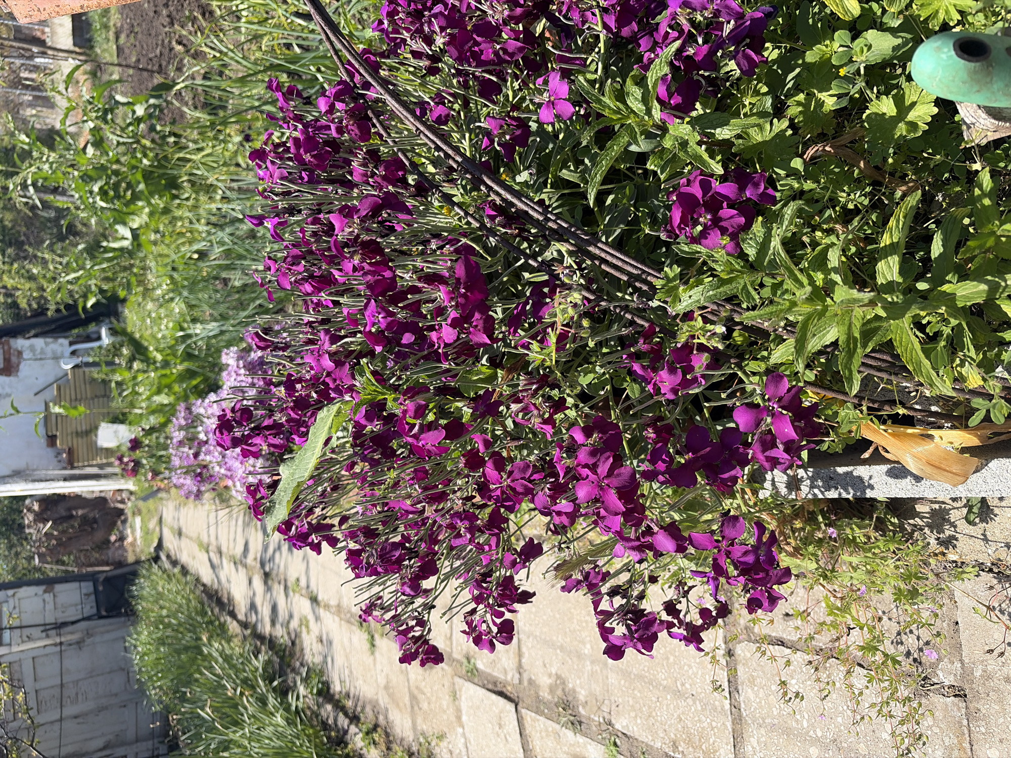 The image shows a garden scene, possibly in Kableshkovo, Bulgaria. A paved pathway leads into the background. Dense clusters of purple flowers dominate the foreground, mixed with green foliage. A brown, metal support structure is intertwined with the plants. The flowers spill over the edge of the pathway. Other plants and greenery grow along the sides of the path. In the background, a white building is partially visible. The lighting suggests a sunny day.