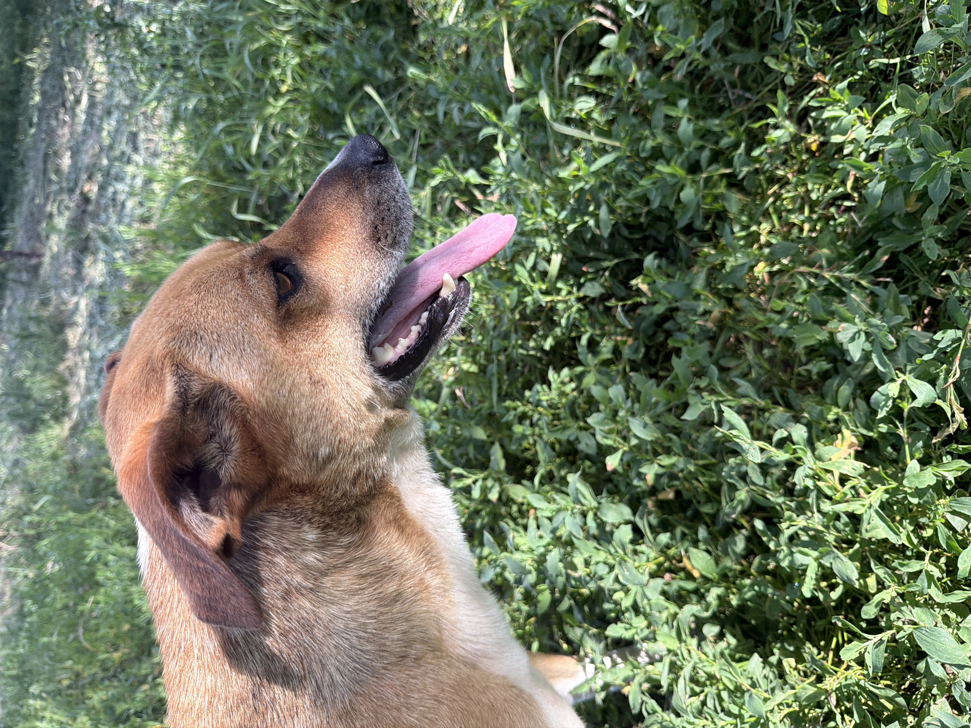 This media file shows a close-up, side-view portrait of a dog with tan fur and dark brown ears, panting with its tongue hanging out. The dog is looking upwards and to the right, with its mouth open, revealing its teeth and gums. The background consists of lush green foliage, appearing to be in a natural outdoor setting. Sunlight is casting shadows, suggesting it is daytime. The scene is set in Leningradskaya, Russia, and the weather appears to be sunny and warm, conducive to outdoor activities for pets. The dog's expression suggests it might be hot or excited. There is no visible text in the image.
