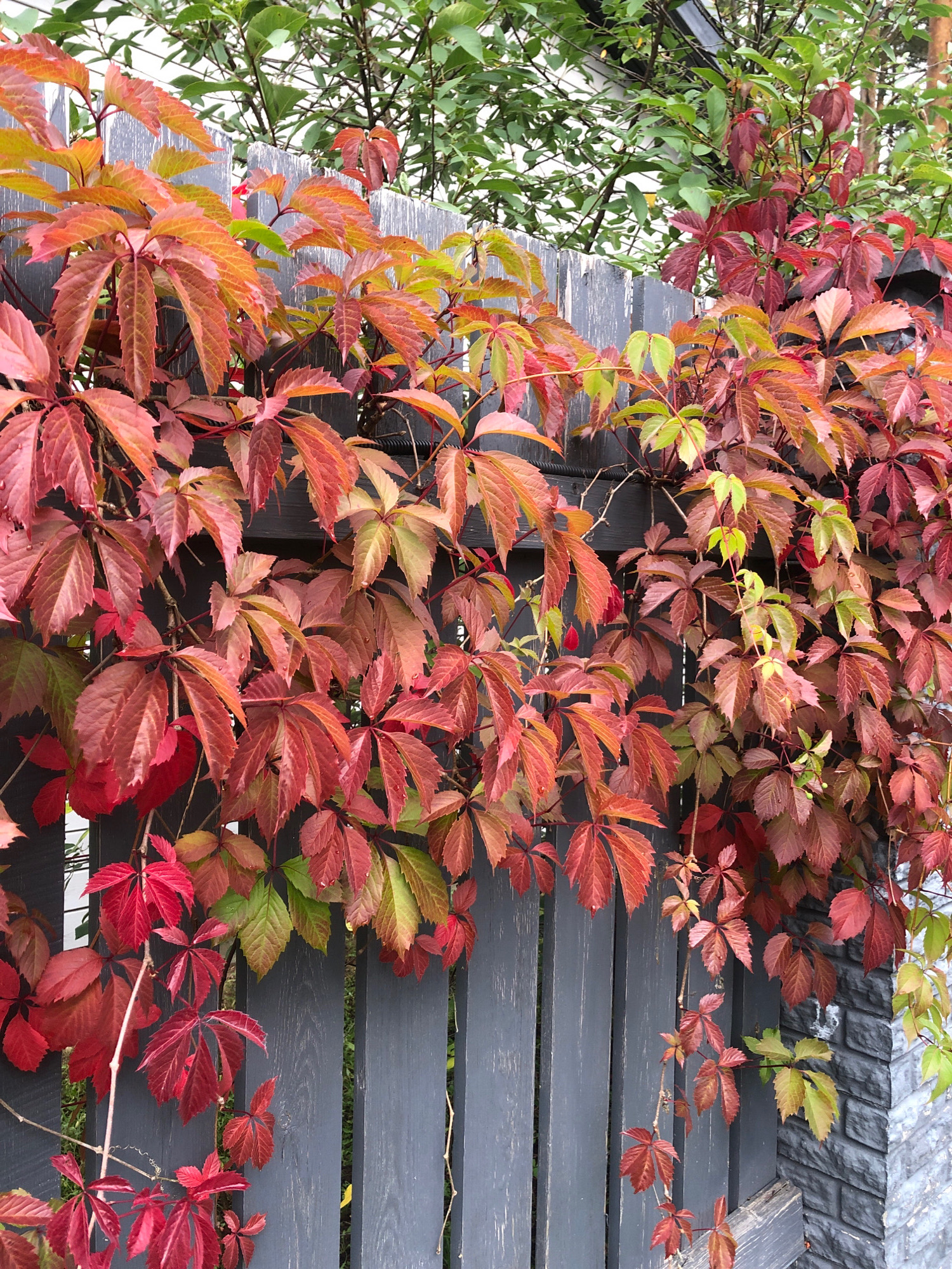 In Arfa, Russia, on a grey wooden fence, a Virginia creeper vine displays its autumn foliage, transitioning from vibrant red and orange to shades of green. The vine trails along the fence, with some leaves reaching down to the ground. In the background, lush green foliage can be seen. A portion of a grey stone wall is visible on the right side of the image. There are no people or animals present in the scene.