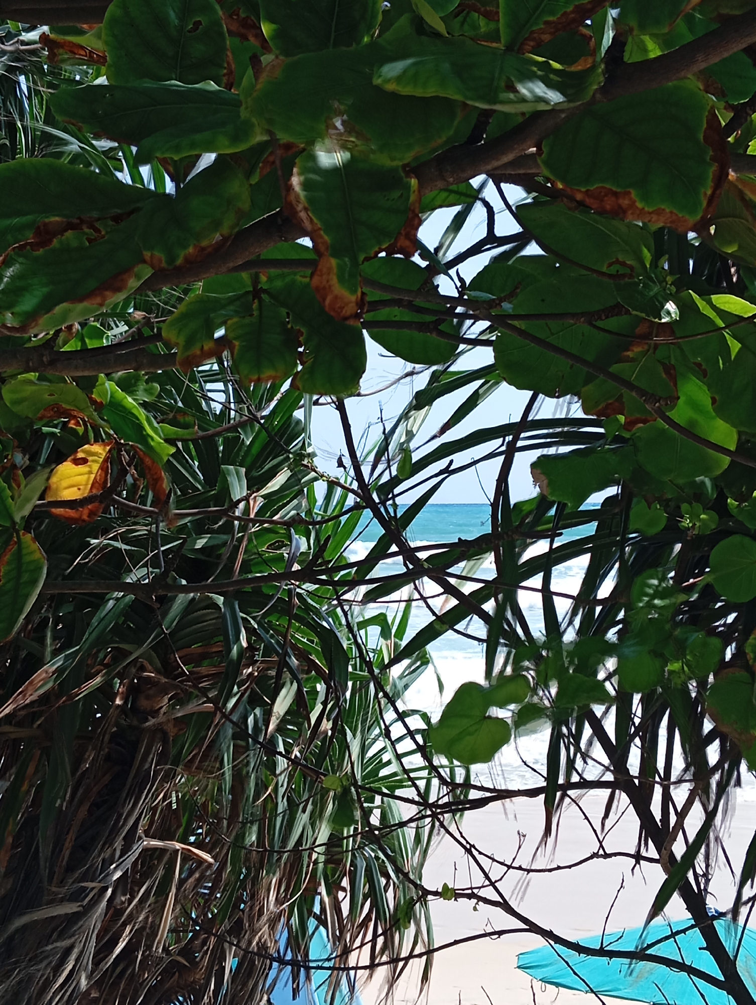 A vertical, eye-level shot captures a vibrant tropical scene through the branches and leaves of lush vegetation, likely on a beach in Karon, Thailand. The foreground is dominated by dark, branching limbs and a dense canopy of green leaves, some of which show signs of browning at the edges, suggesting exposure to the elements. Peeking through the foliage, a sliver of the turquoise ocean meets a white sandy beach under a bright sky. The ocean displays gentle waves, and in the lower right corner, a fragment of a bright turquoise umbrella is visible, hinting at recreational activity. The overall impression is one of a secluded, natural paradise viewed from within its leafy embrace.