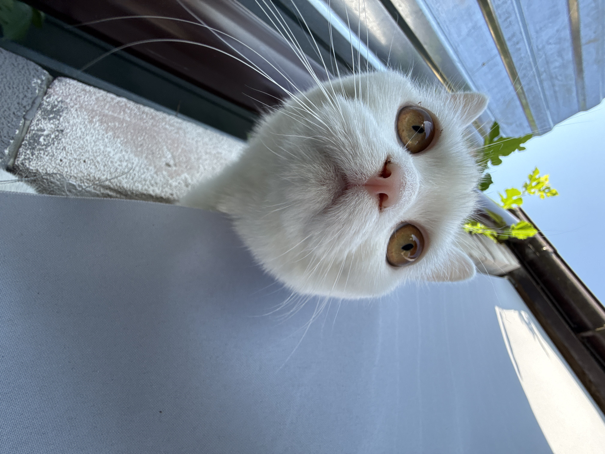 A low-angle, close-up, head-on, outdoor shot shows a white cat with amber eyes peeking through a gap in a weathered, grey material, with a corrugated metal surface visible in the upper left and a large expanse of light blue material occupying the right side of the frame. The cat's head is partially obscured by the gap, with only its face and front portion of its body visible. Its whiskers are long and white, fanning out from its muzzle. Green leaves and stems appear to be growing from above and behind the cat's head. The background is bright and appears to be under a clear sky.