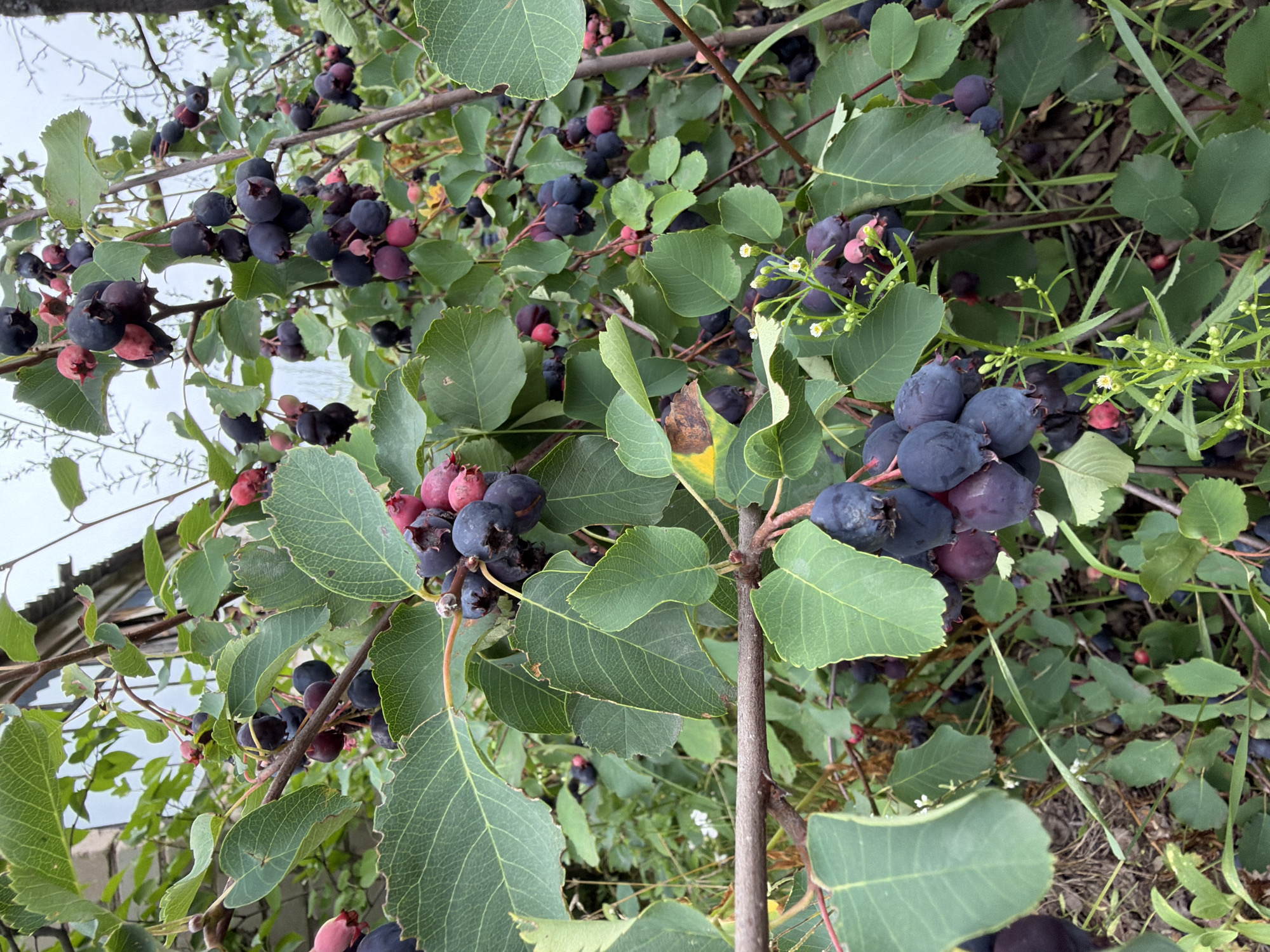 The image depicts a close-up view of a saskatoon berry bush laden with ripe, dark purple berries. The berries are clustered together on branches amidst lush green leaves. Some berries are still tinged with red, indicating they are not fully ripe. Small white flowers are also visible on some of the branches. The background is slightly out of focus, showing a hint of green foliage, dry grass, and what appears to be a rustic wooden structure, possibly a fence or a shed, with a corrugated metal roof. The scene suggests an outdoor setting, likely a garden or a wild area. The location is specified as Noviy, Russia. There are no people or animals visible in the image.