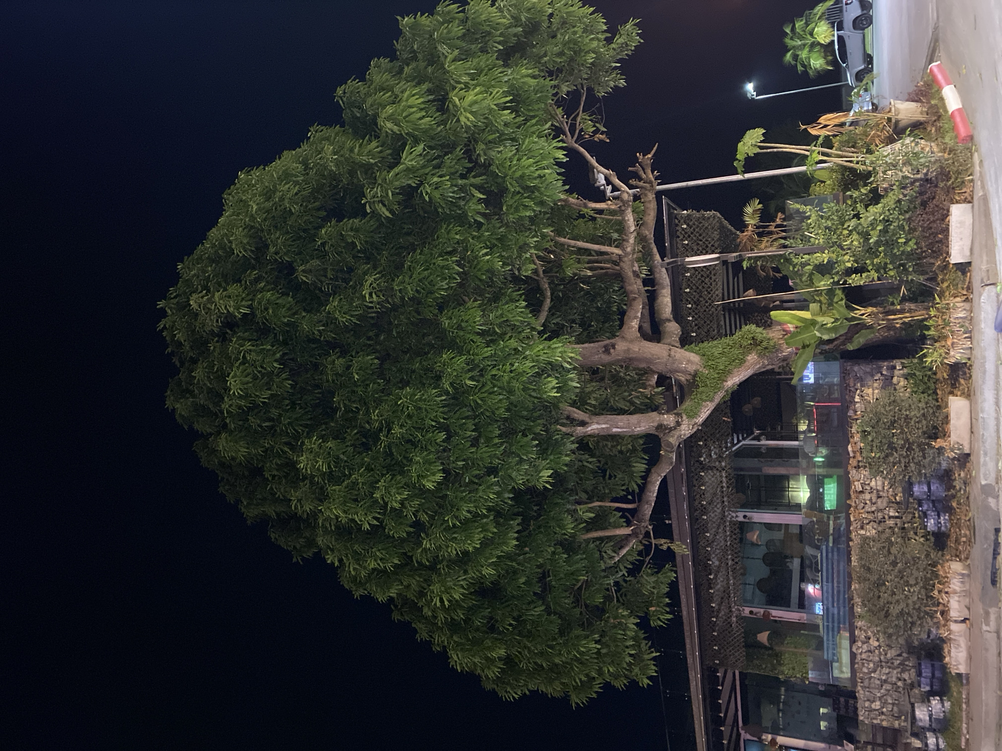 A full shot, taken outdoors and at night, shows a building nearly obscured by a large tree. The tree, to the left, is green with abundant leaves. To the right, the building has glass windows and is decorated with greenery and stone. People are visible inside the building. The road is to the right and has a white and red barricade. In the distance, other buildings, palm trees, streetlights, and vehicles are visible. The location is Moo 1, Thailand.