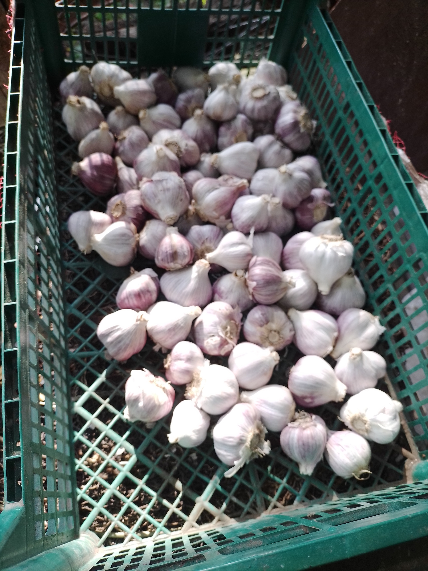 The image shows a green plastic crate overflowing with heads of garlic. The garlic bulbs are predominantly white with some exhibiting purple streaks. The crate is filled to capacity, with garlic heads piled on top of each other. The background is out of focus, but appears to be an outdoor setting, possibly a market or farm. The scene is well-lit, suggesting it was taken during the day. The provided location, Ustyvytsia, Ukraine, is noted but there is no visual evidence within the image to confirm this specific location. The image captures a large quantity of harvested garlic, likely ready for sale or storage.
