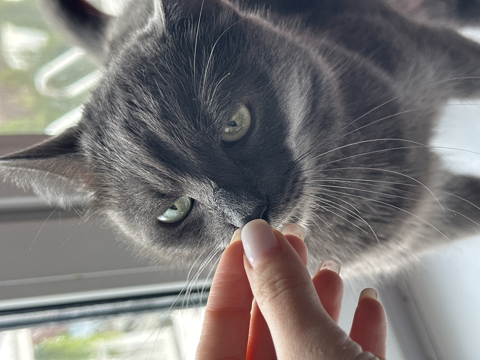 A gray cat with green eyes is positioned above a hand offering it a treat. The cat's face is close to the hand, with its nose almost touching the fingertips. The background reveals a window with a blurry outdoor scene, suggesting a domestic indoor setting. The photo was taken in Chaikovsky, Russia.