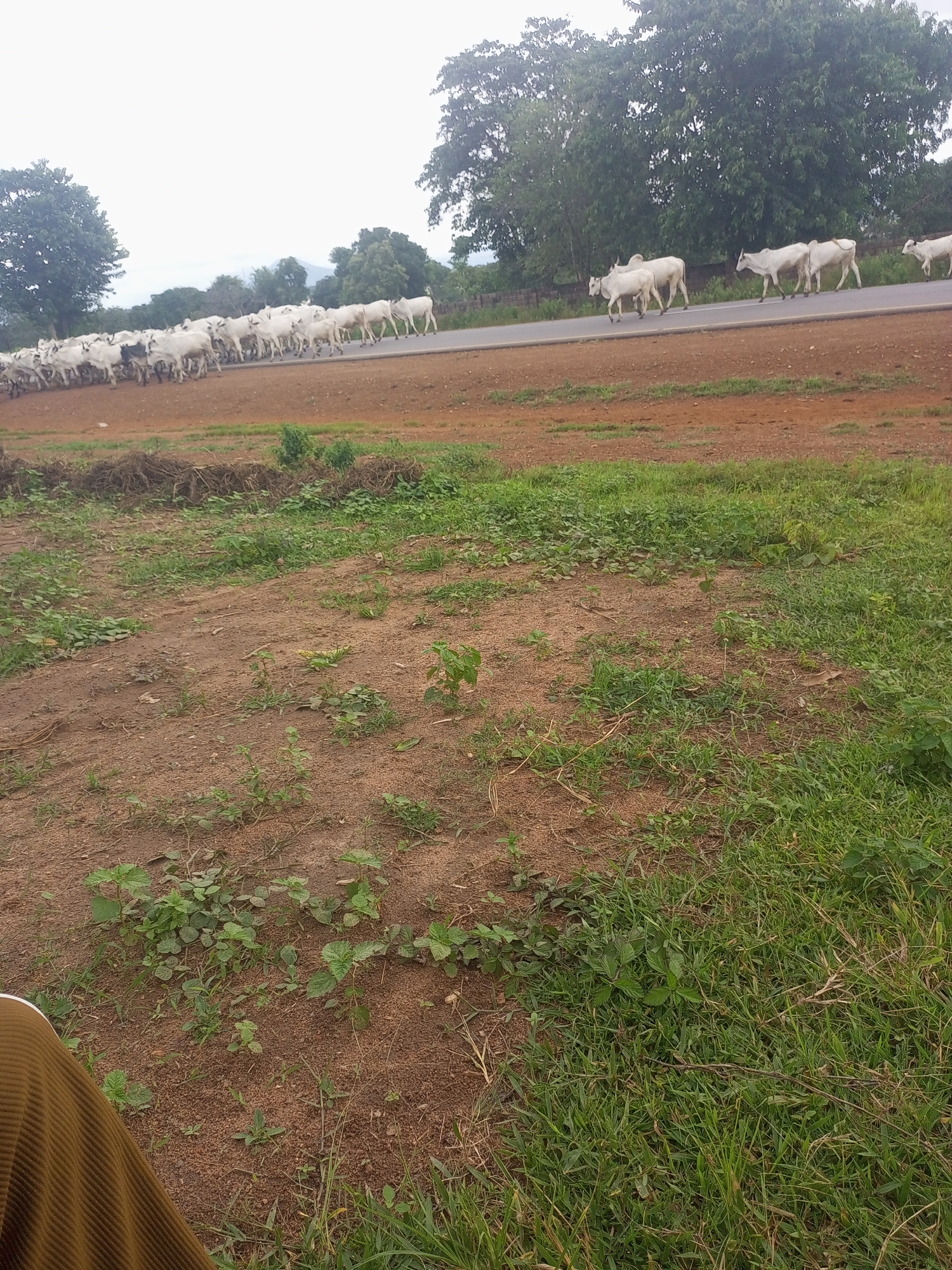 In Takum, Nigeria, a herd of white cattle is seen walking along the side of a paved road, which appears to be an asphalt surface. The cattle are positioned on the right side of the road, moving in a direction from left to right within the frame. The environment is characterized by dry, reddish-brown soil and sparse green vegetation in the foreground. In the background, there are trees and a cloudy sky. There is a person's leg, covered in a brown, ribbed fabric, visible in the lower left corner of the image.