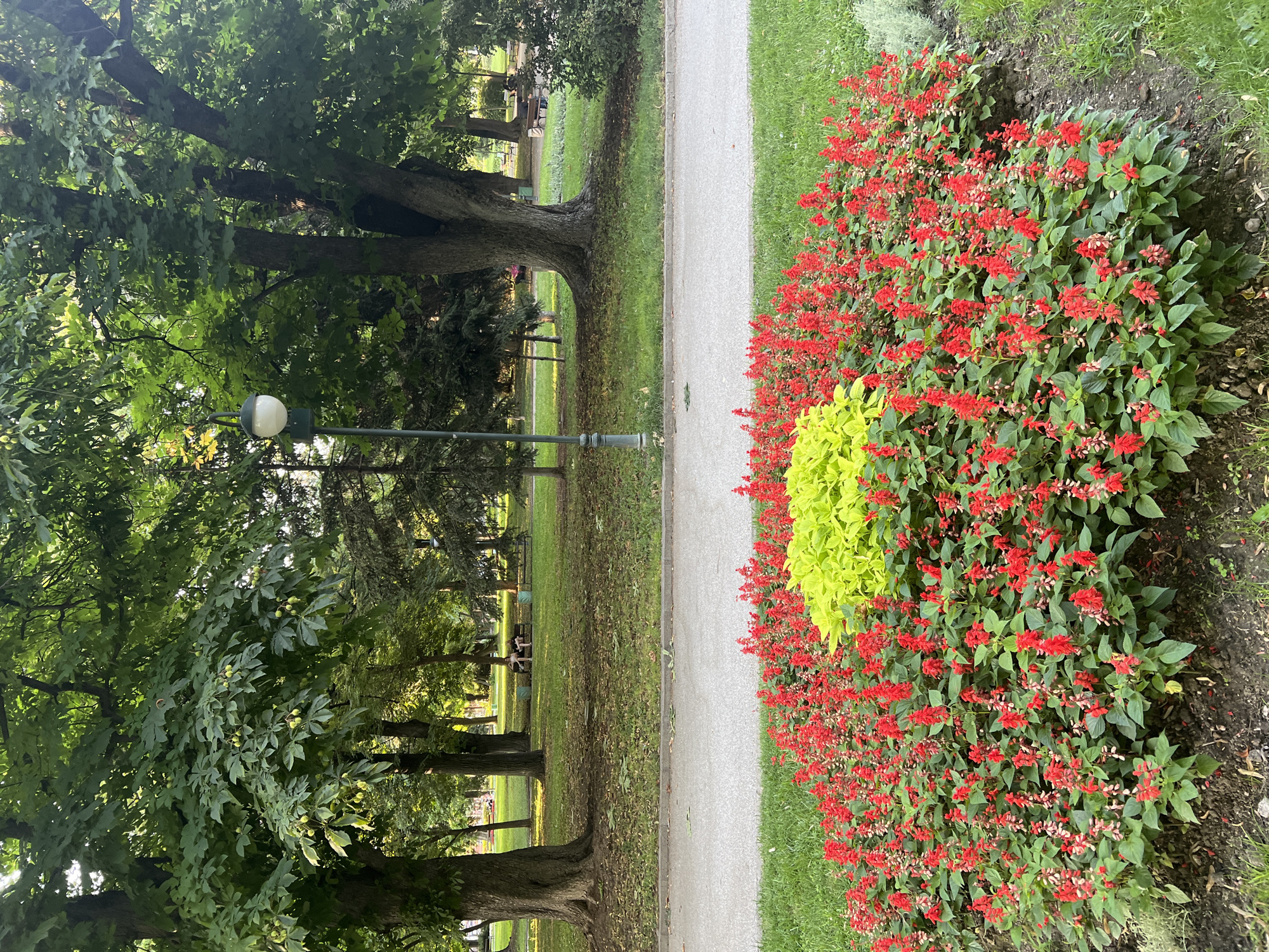 This is a vertical-oriented, medium shot image of a park in Plovdiv, Bulgaria. The scene depicts a paved pathway running through a grassy area with mature trees on the left and a flowerbed on the right. The flowerbed is densely packed with bright red flowers, with a prominent cluster of chartreuse foliage in the center. The pathway is bordered by a lush green lawn on the left, dotted with fallen leaves, and the vibrant flowerbed on the right.
In the background, on the left side of the path, several people are visible sitting on benches beneath the shade of the trees, suggesting a leisurely atmosphere. The trees are large and leafy, casting dappled shadows on the ground, indicating it is likely daytime. The foliage of the trees is verdant, suggesting a warm season.
The pathway itself appears well-maintained, with a light gray, textured surface. Two lampposts are visible along the pathway on the left, one with a white globe. The overall mood is serene and peaceful, characteristic of a park setting. There is no visible text in the image.