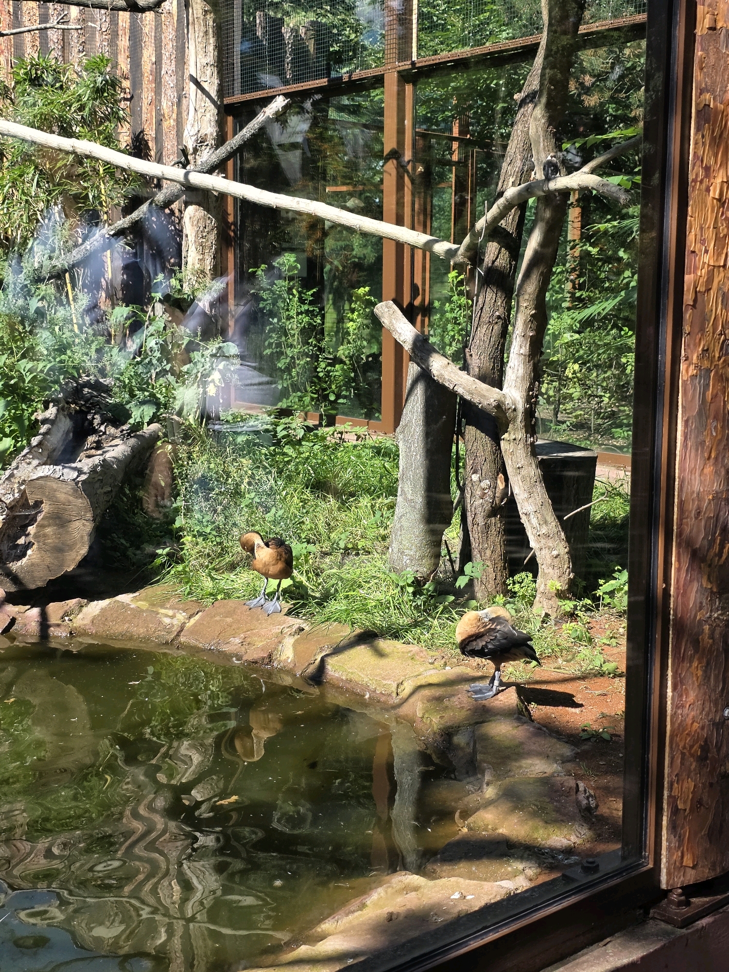 The image captures a view through a glass enclosure at a zoo, likely in Wrocław, Poland. Inside, two brown ducks with black markings stand near the edge of a pond. The pond's water is murky and reflects the surrounding greenery and structures. One duck is facing left with its head down, while the other is facing right with its head tucked. The environment is lush with dense green foliage and trees. The enclosure features wooden posts and branches, and a large fallen log is visible to the left of the pond. The glass reflects the outdoors, creating a layered visual effect with trees and sky visible in the background. The overall scene depicts a naturalistic habitat for the birds.