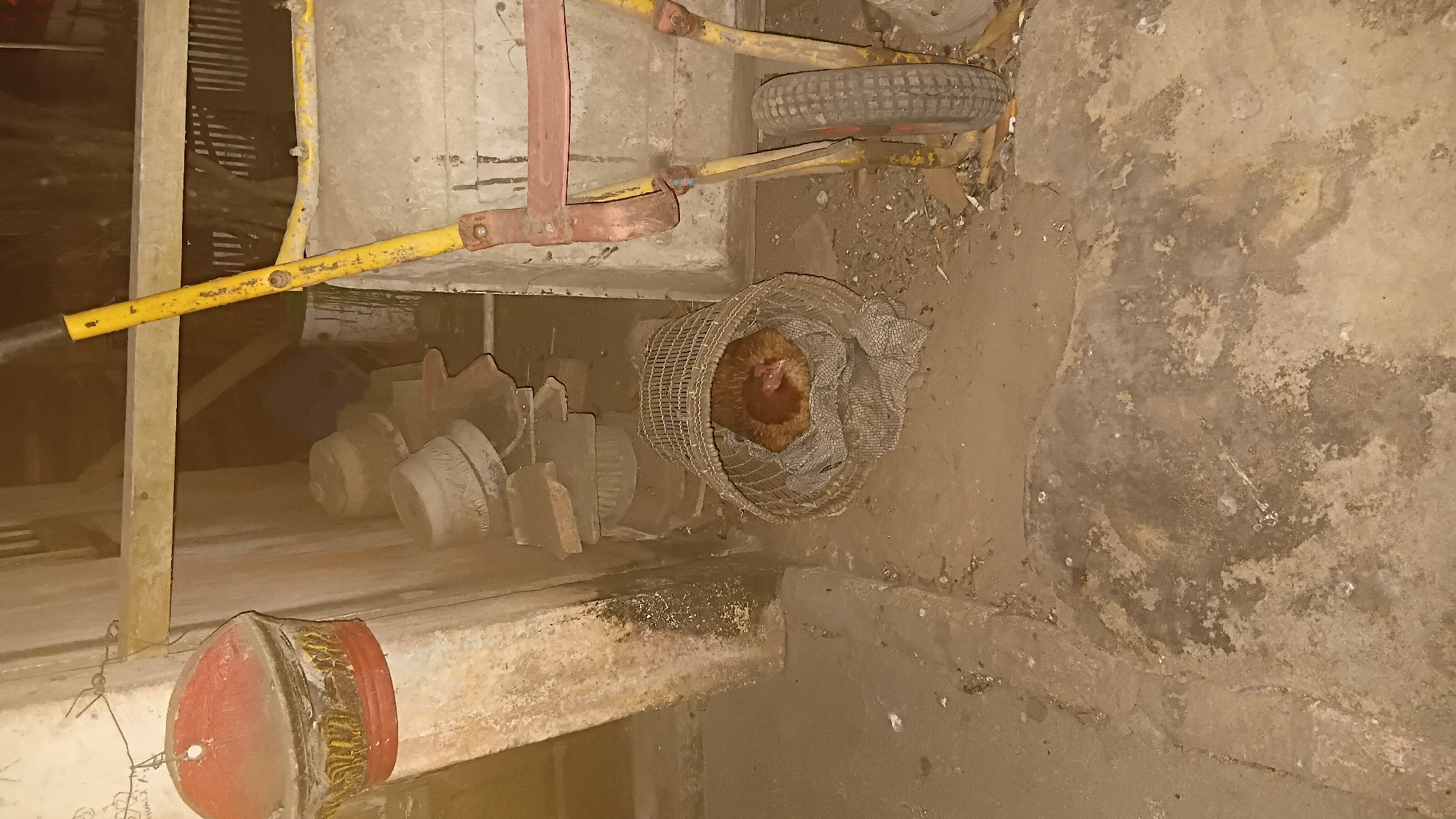 A reddish-brown chicken is nestled in a woven basket lined with a checkered cloth. The basket rests on a rough, concrete floor. In the background, stacks of terracotta tiles are piled against a wall. To the right, a portion of a yellow wheelbarrow with a red handle and a single wheel is visible. A red and yellow cylindrical object hangs from a wire on a weathered, beige pillar to the left. The environment appears to be an outdoor or semi-outdoor storage area, possibly in a less developed part of Prabumulih, Indonesia, characterized by dusty concrete and scattered debris. The lighting is dim, suggesting it is nighttime or a poorly lit area.